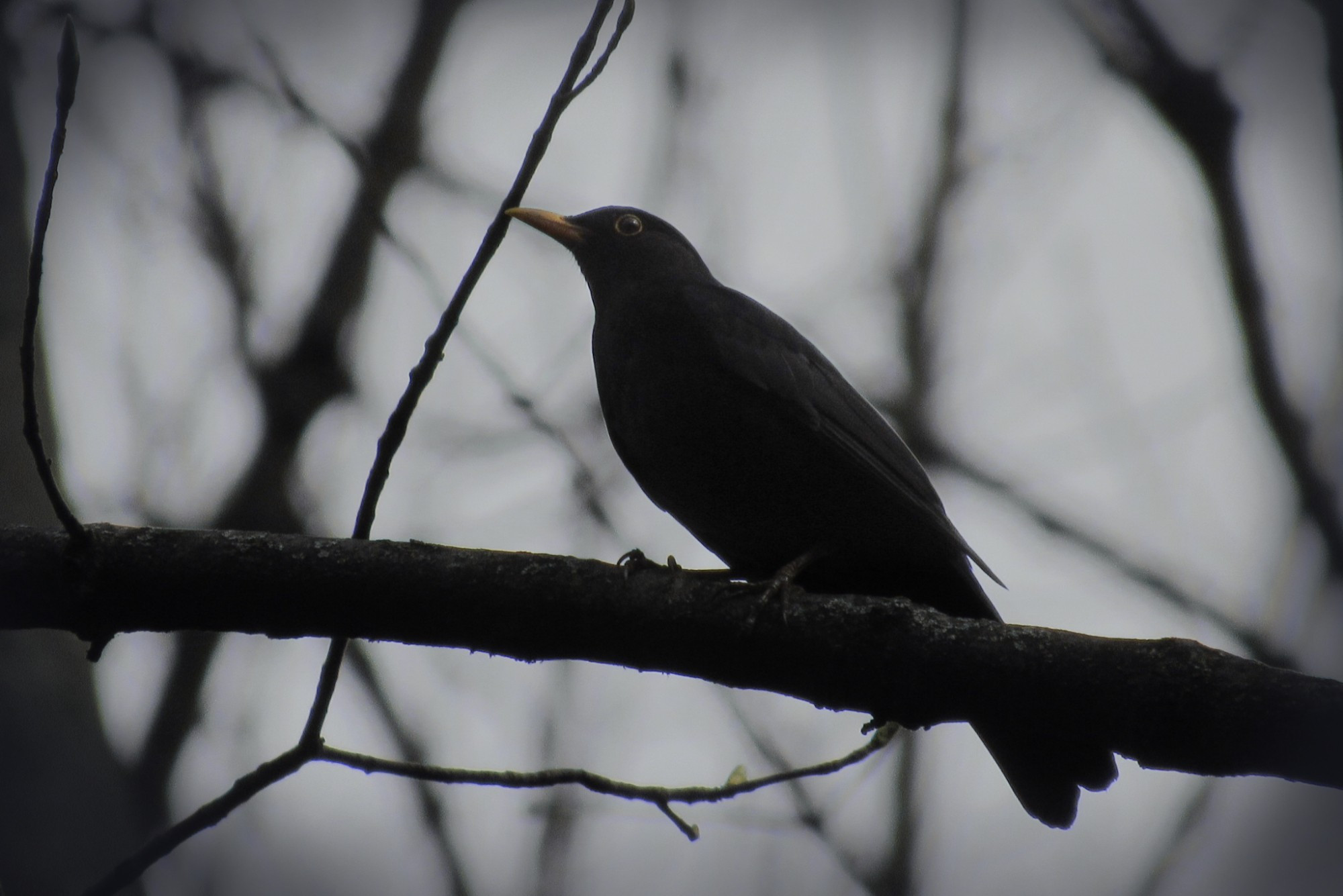 Male common blackbird (Turdus merula) sitting on a branch.