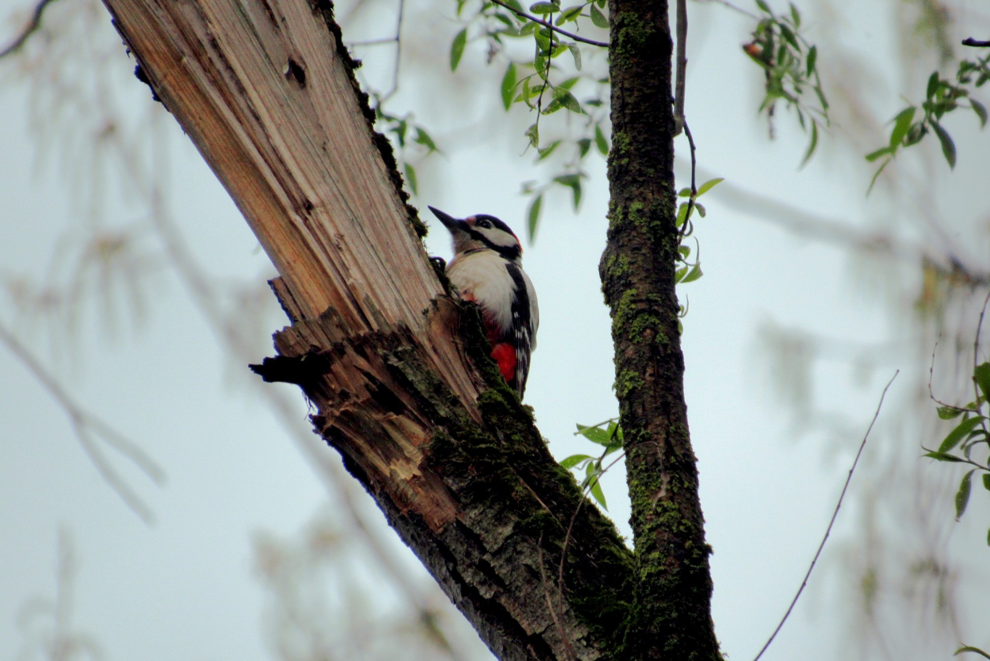 Male great spotted woodpecker (Dendrocopos major) sitting on a branch.