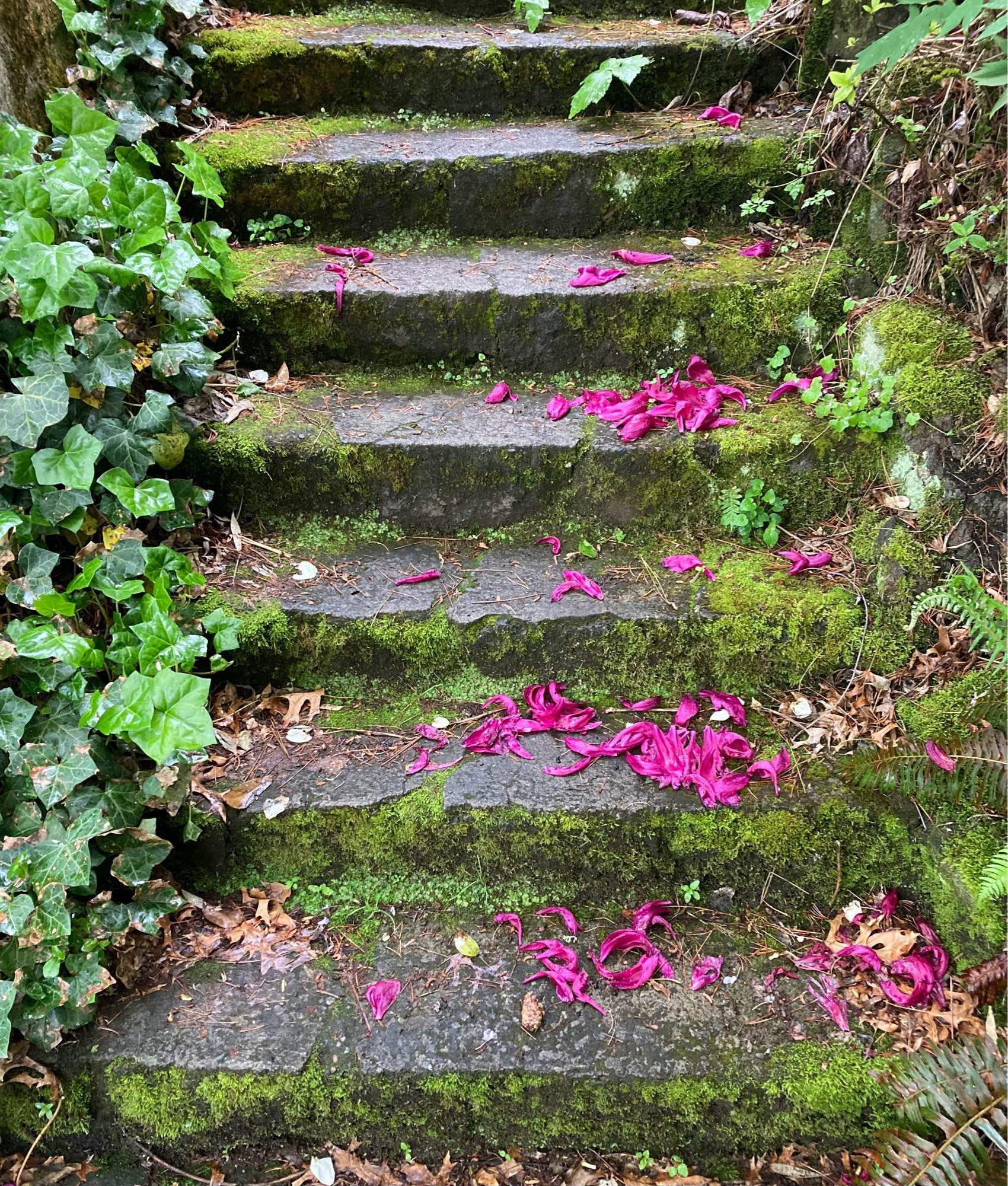 A photo of wet cement steps, covered in moss with magenta peony leaves sprinkled on them, and green ivy and moss lining its sides. The impression is of luminous green peppered with purple.