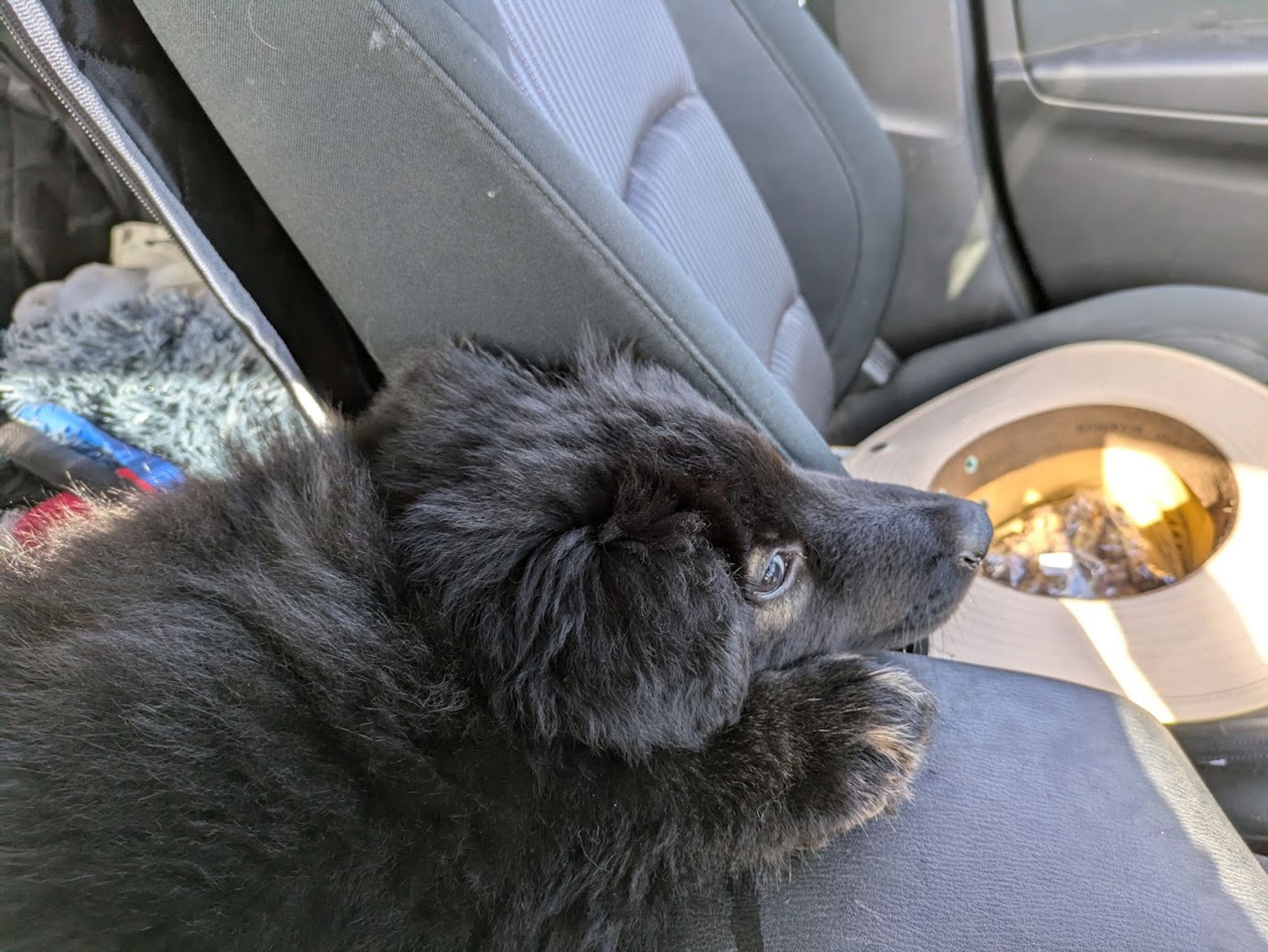 Puppy in car after first vet visit