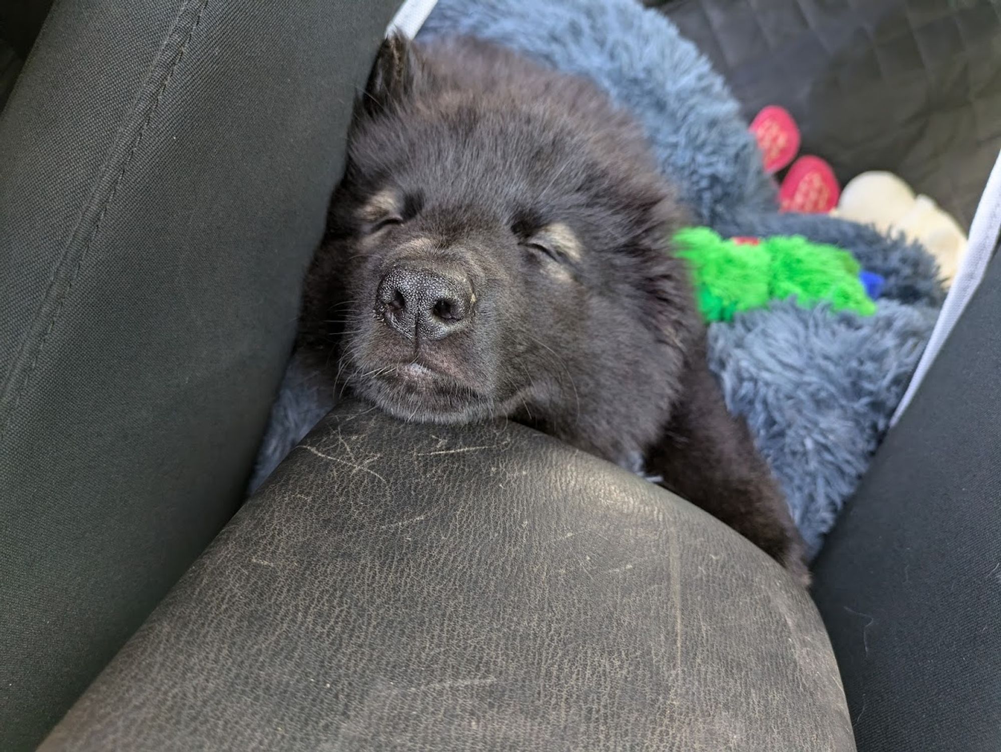 Puppy sleeping in car after first vet visit