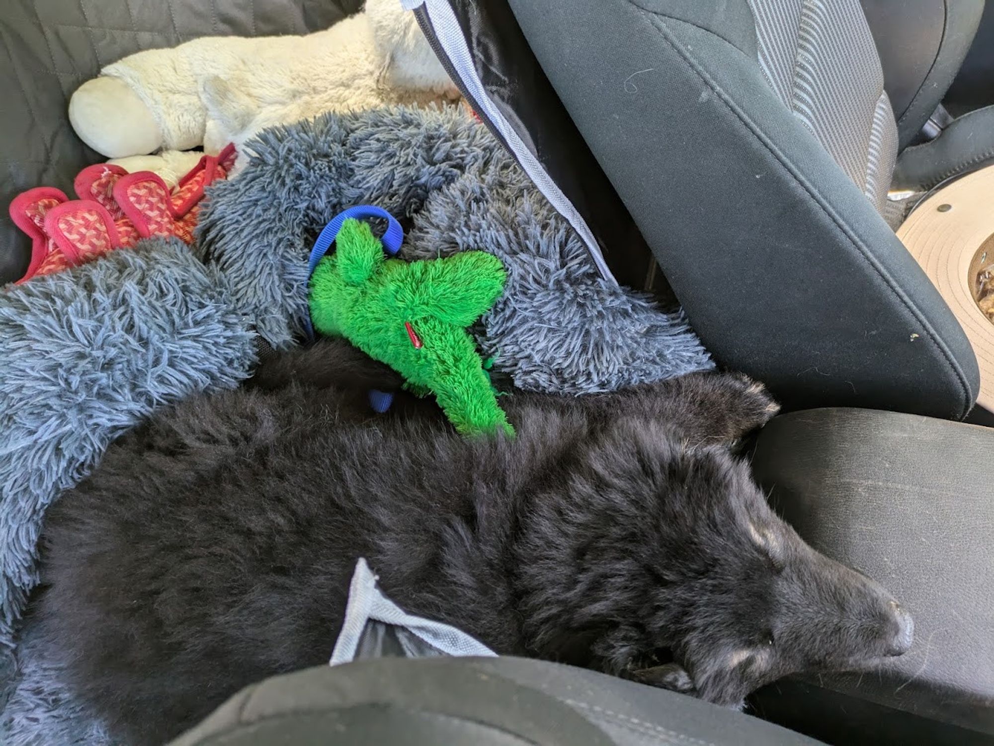 Puppy sleeping in car after first vet visit