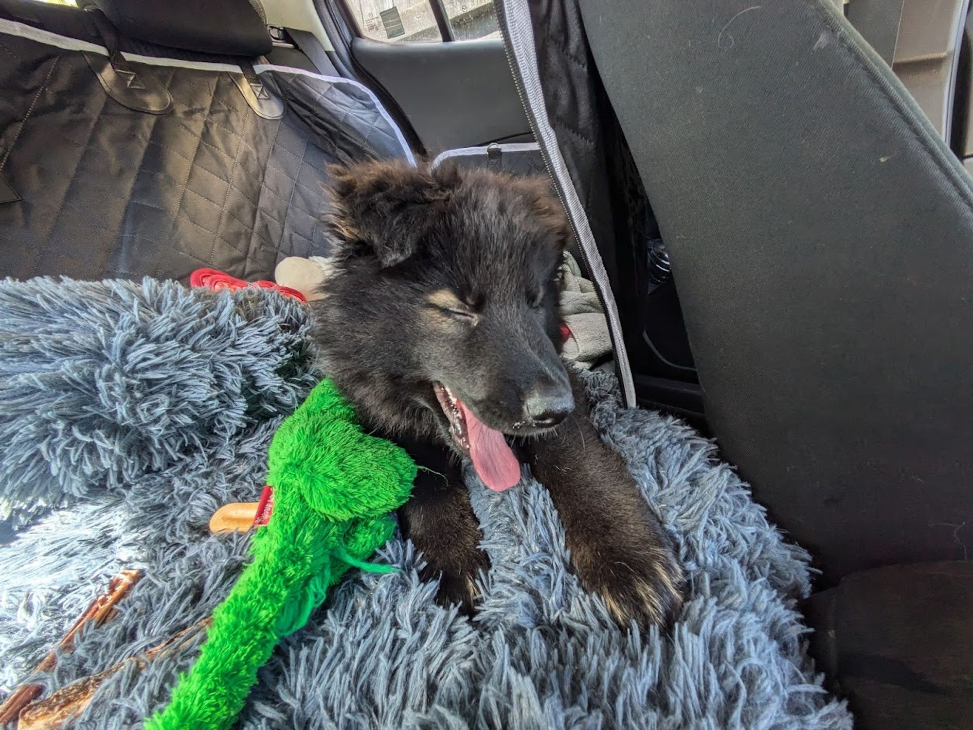 Puppy yawn in car after first vet visit