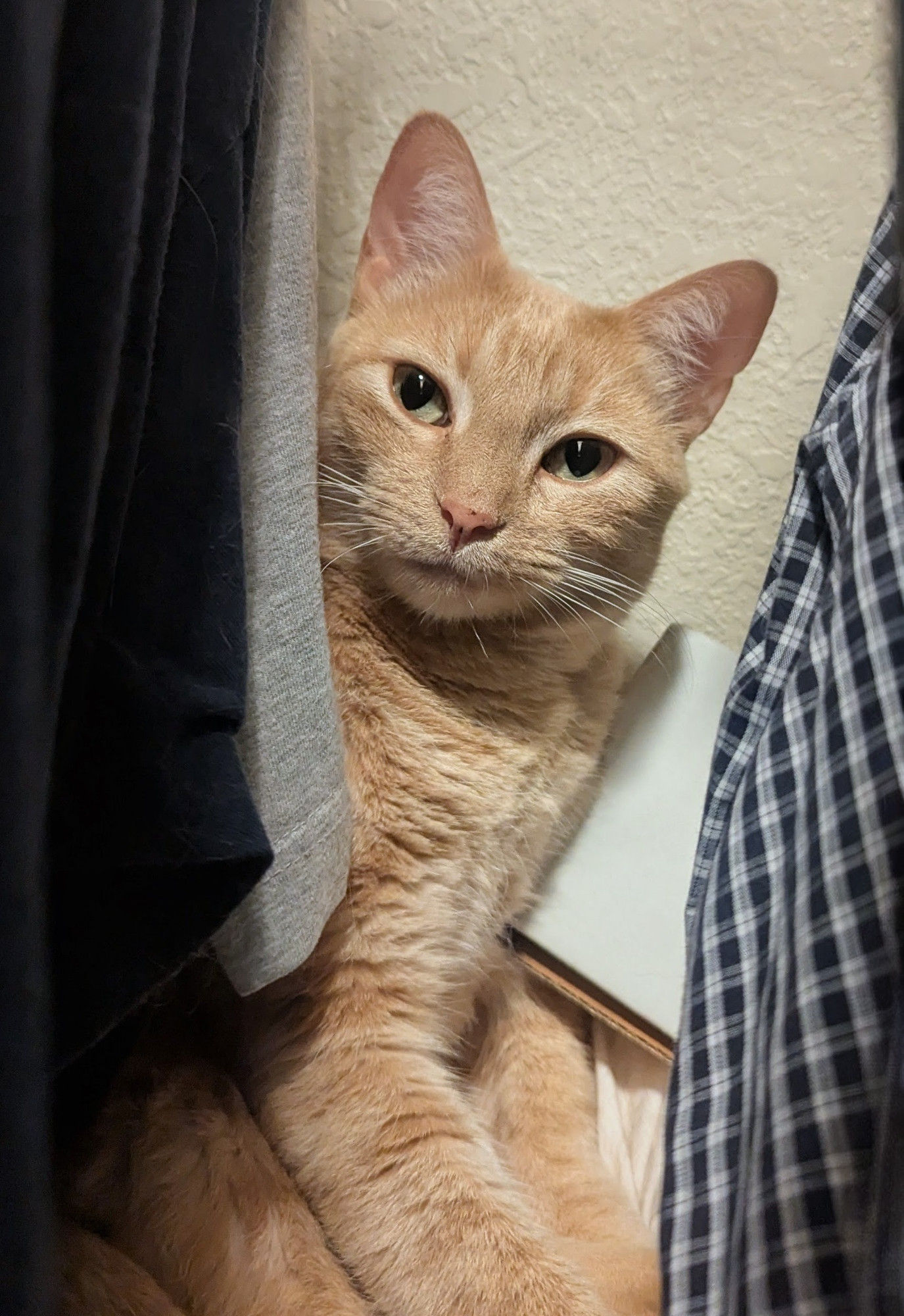 A silly orange kitty is lounging inside his Closet Fortress of Feline Solitude. He's looking off to his left, with a slightly quizzical expression on his cute little face. Is it time for treats? ❤️