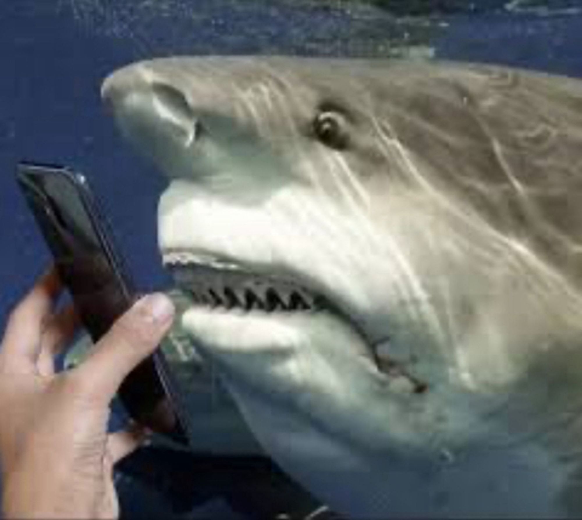 a shark being shown a cellphone and reacting with a shocked and disgusted look