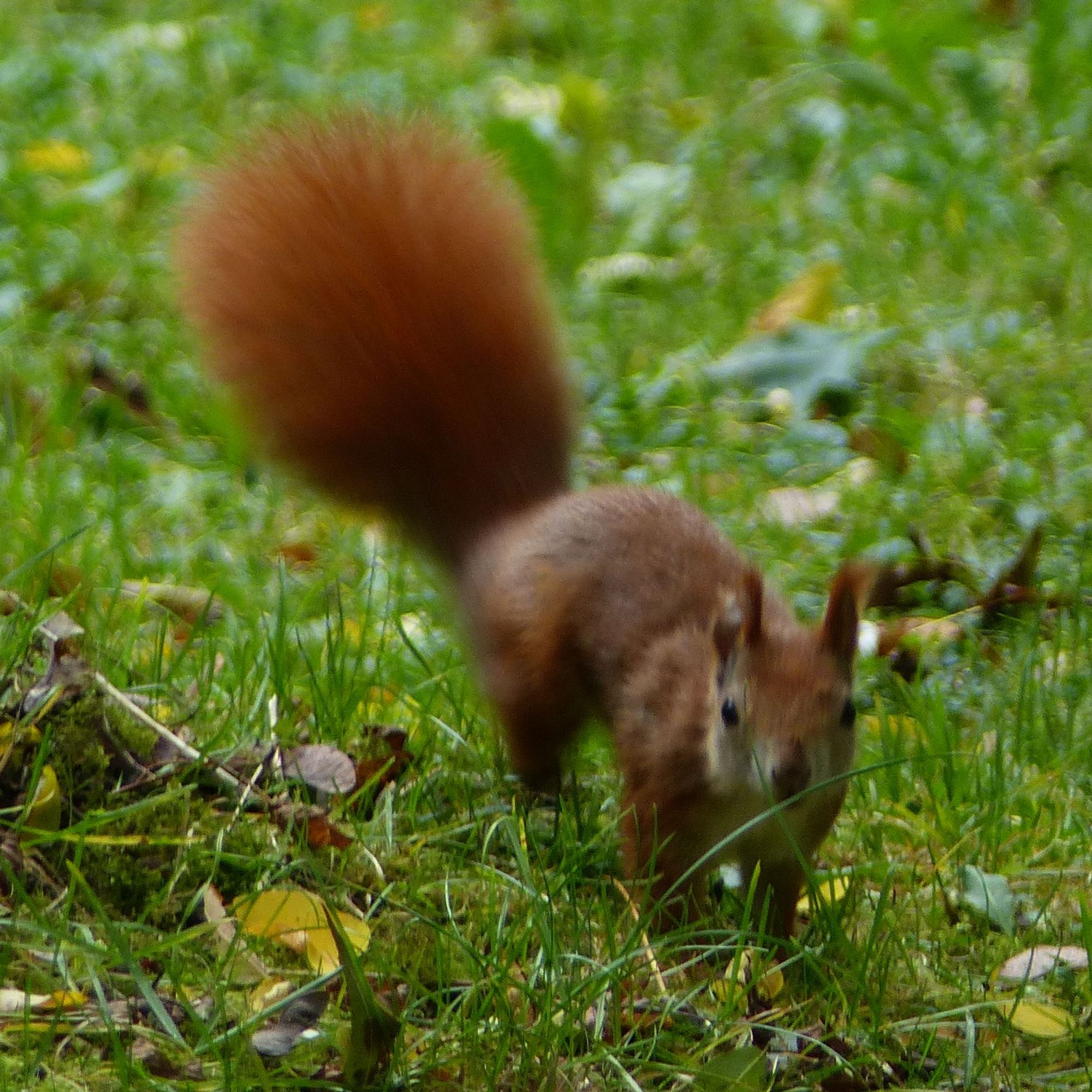 Ein rötlich-braunes Europäisches Eichhörnchen hält beim Hüpfen über eine Wiese kurz inne und schaut in Richtung des Betrachters.