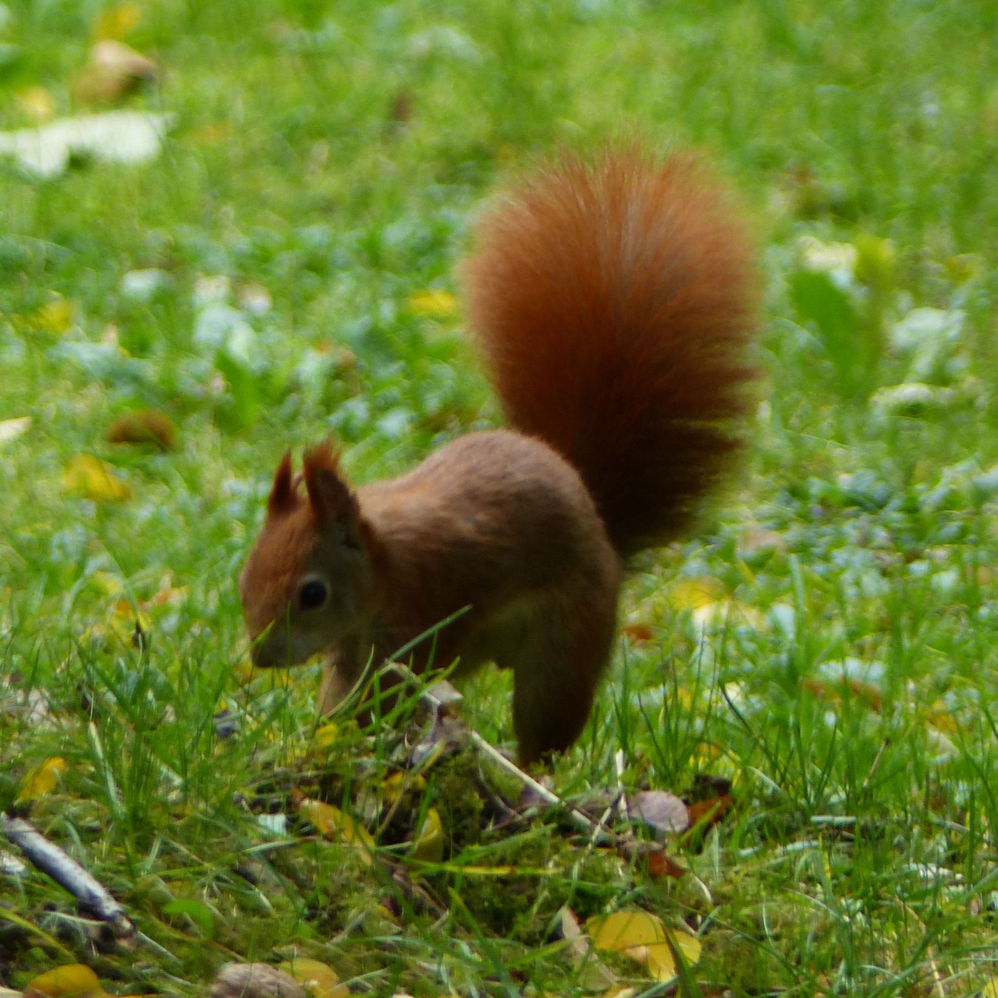 Ein rötlich-braunes Europäisches Eichhörnchen hüpft über eine Wiese. Der buschige Schwanz ist aufgerichtet, den Rücken hat es rundgemacht.