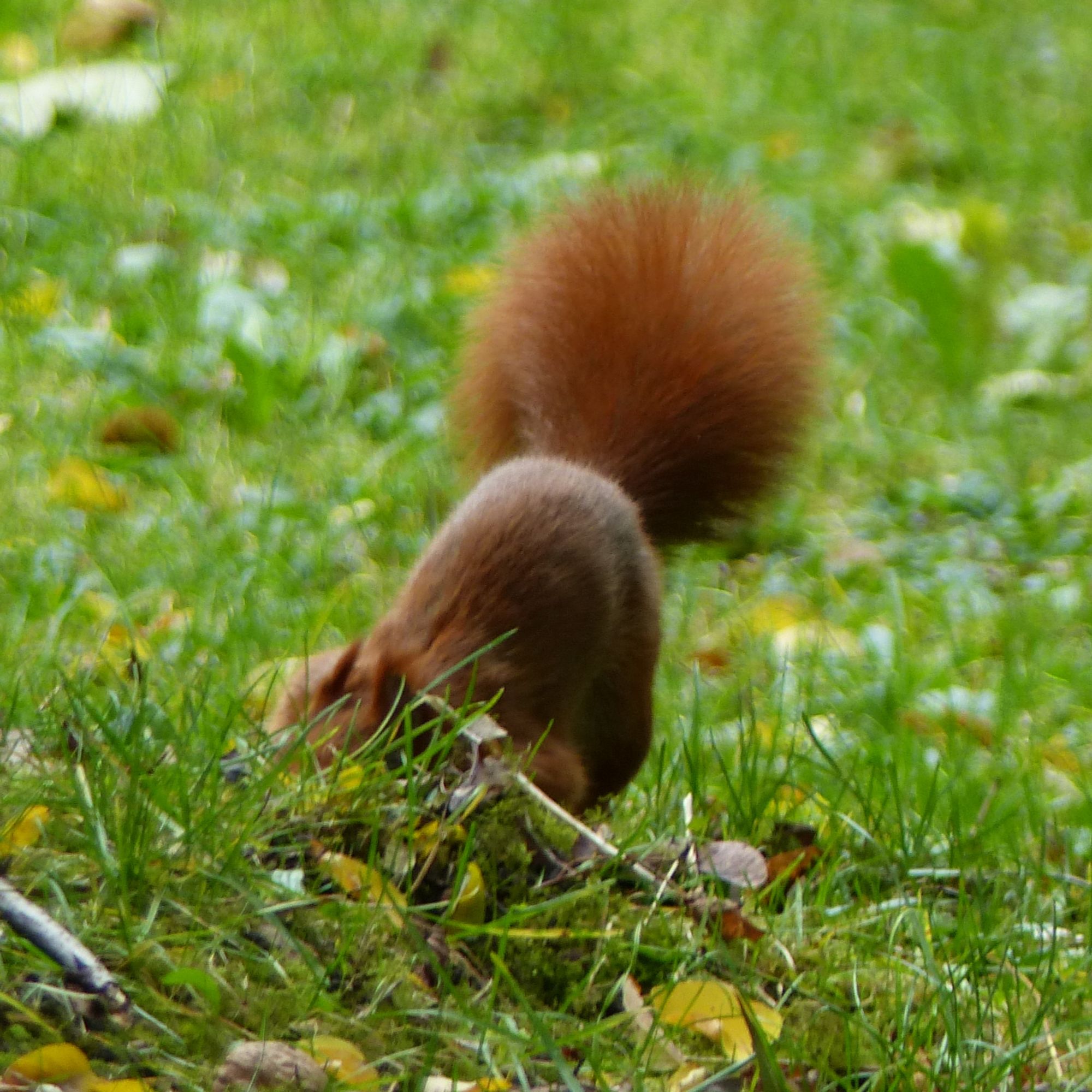 Ein rötlich-braunes Europäisches Eichhörnchen schnüffelt mit gesenktem Kopf auf einer Wiese herum. Der Rücken – den es rundgemacht hat – und der buschige Schwanz sind gut zu sehen, der Kopf ist größtenteils vom Gras verdeckt.