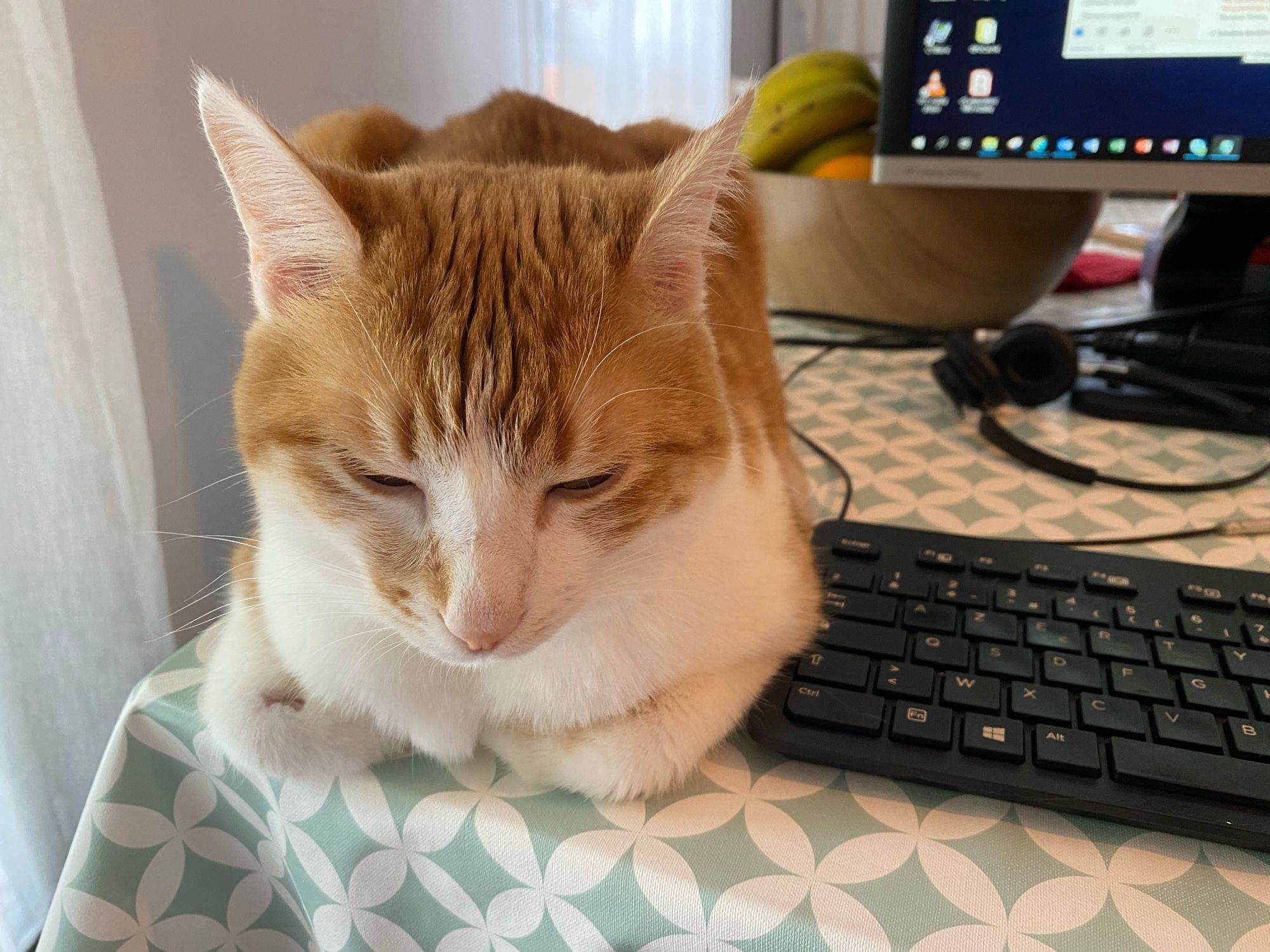 Cléo, chat roux et blanc, couchée sur le ventre à gauche d’un clavier PC (télétravail)