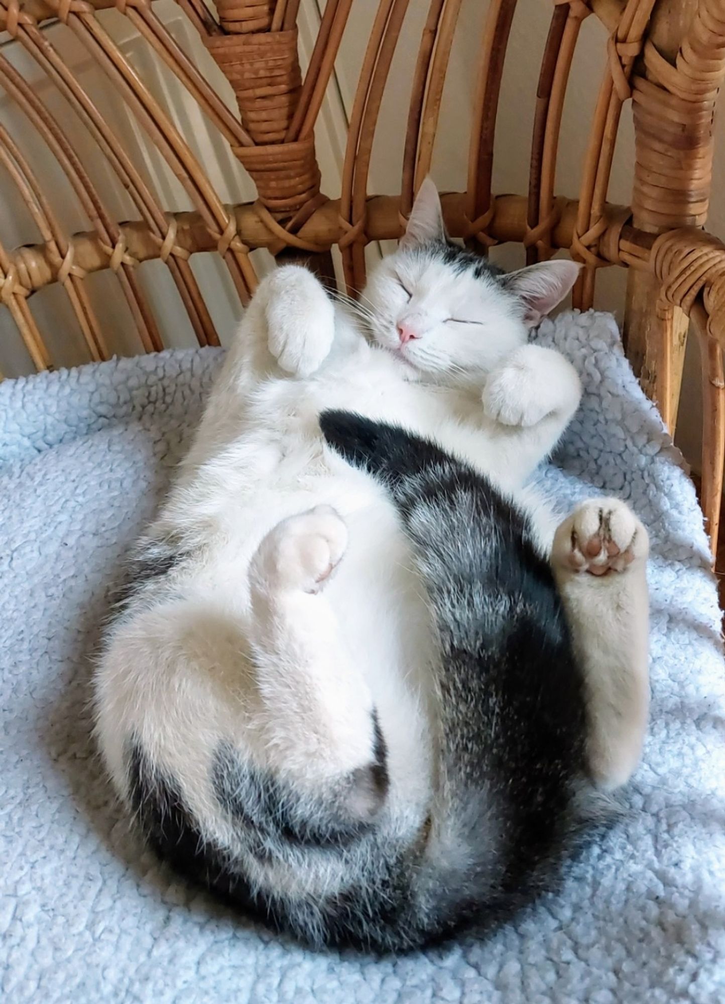 The white and grey cat Wilma is lying on her back, all feet up and the striped tail curled up between her back legs