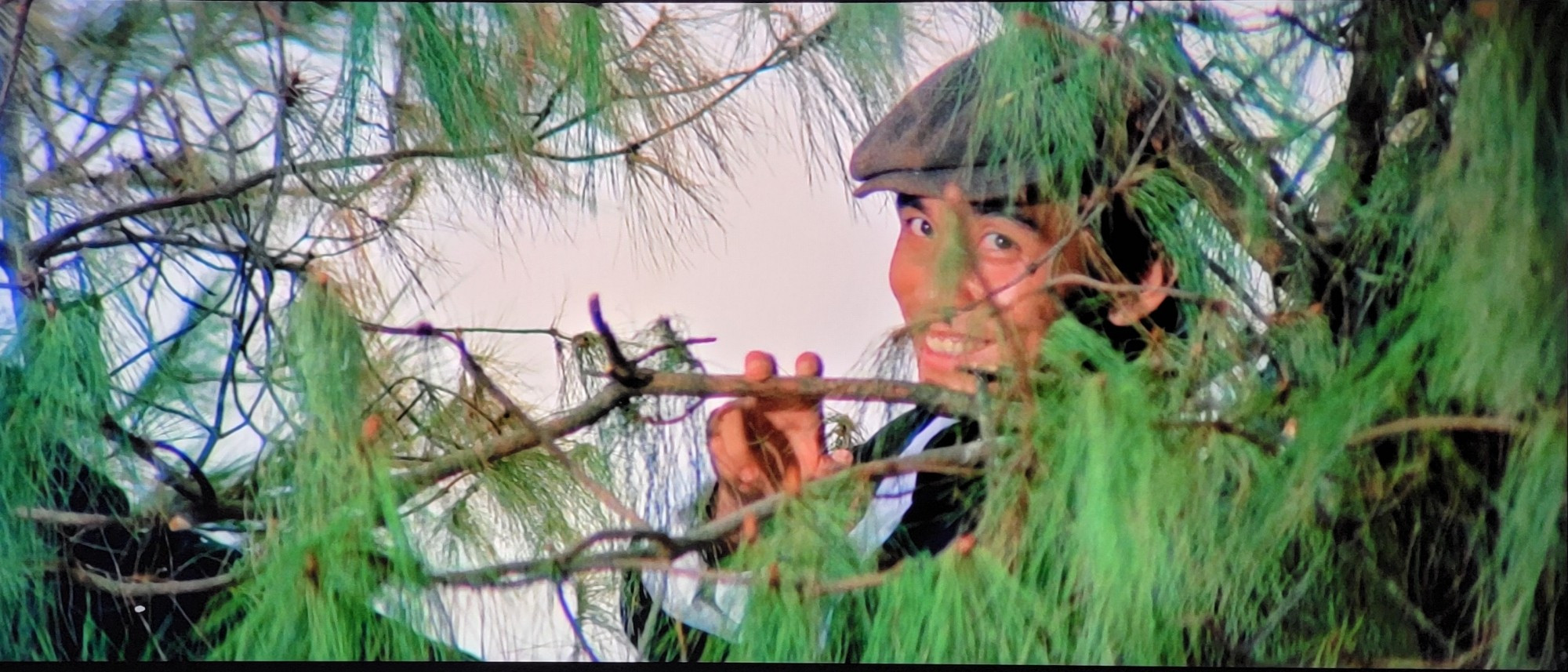 David Chiang sitting in a tree, smiling and bending a branch slightly with twi fingers.