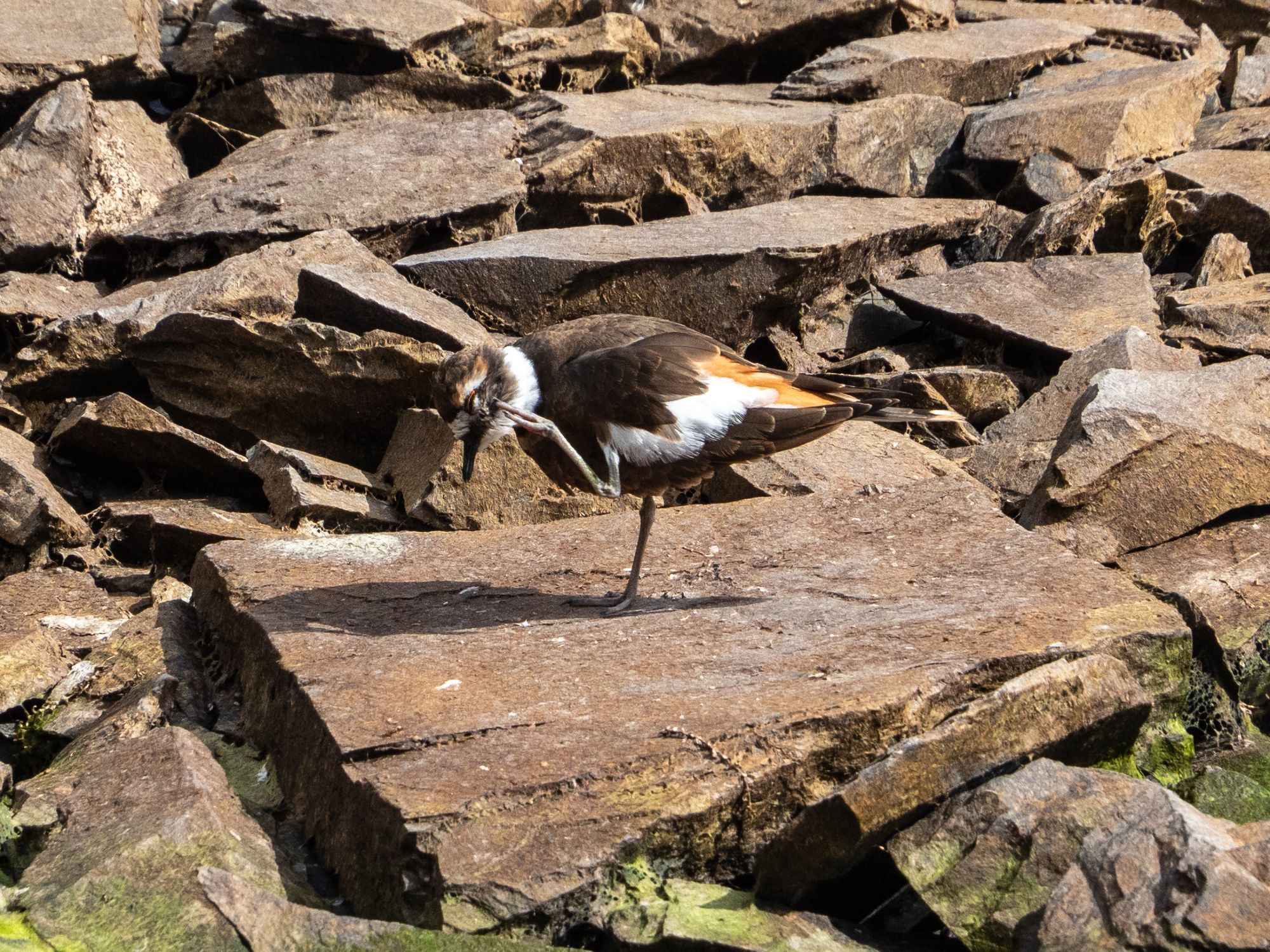 A killdeer standing on a brown stone, scratching its head with one foot.