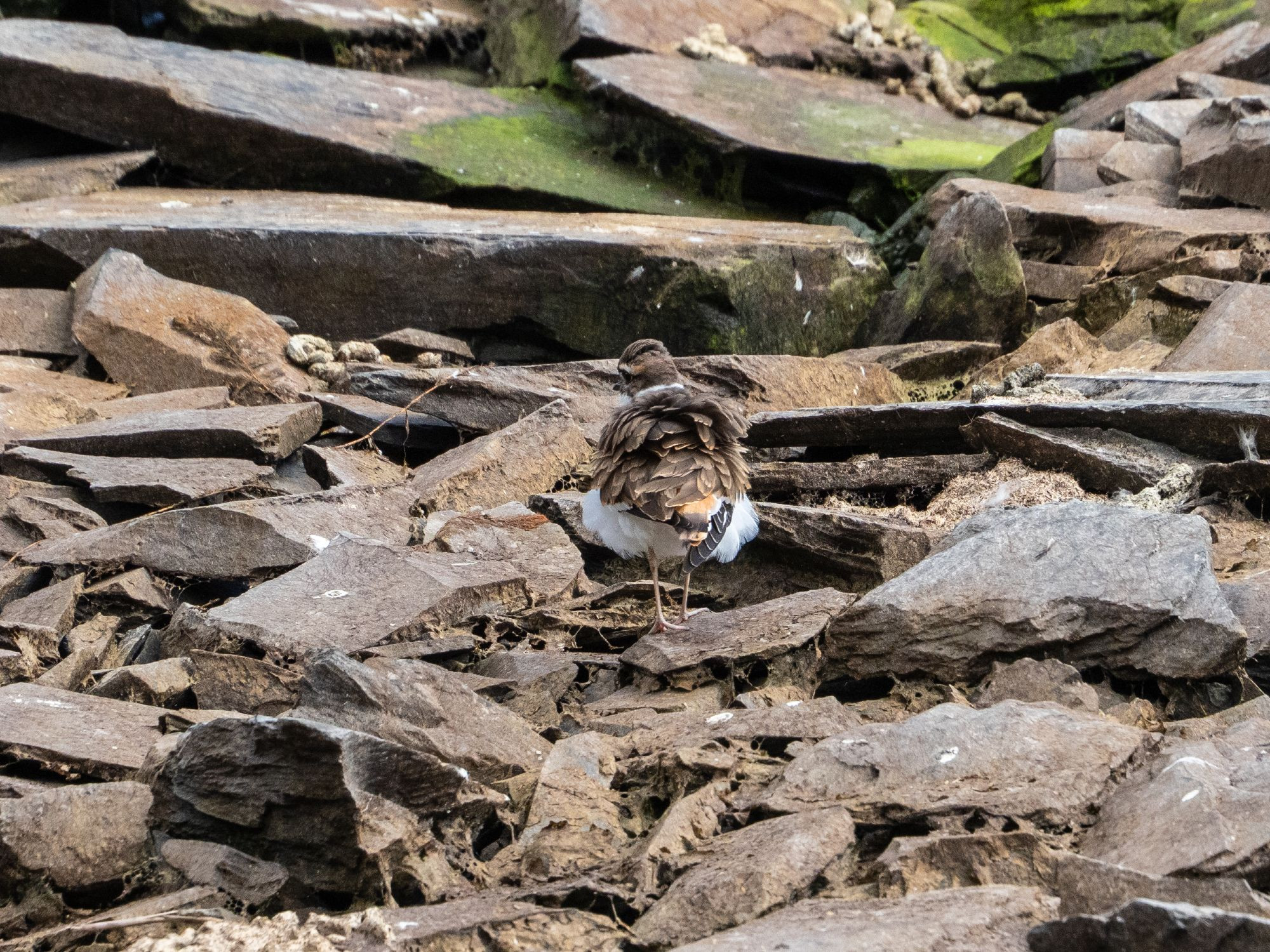 A killdeer standing on broken brown rocks, seen from behind. Its feathers are all fluffed up!