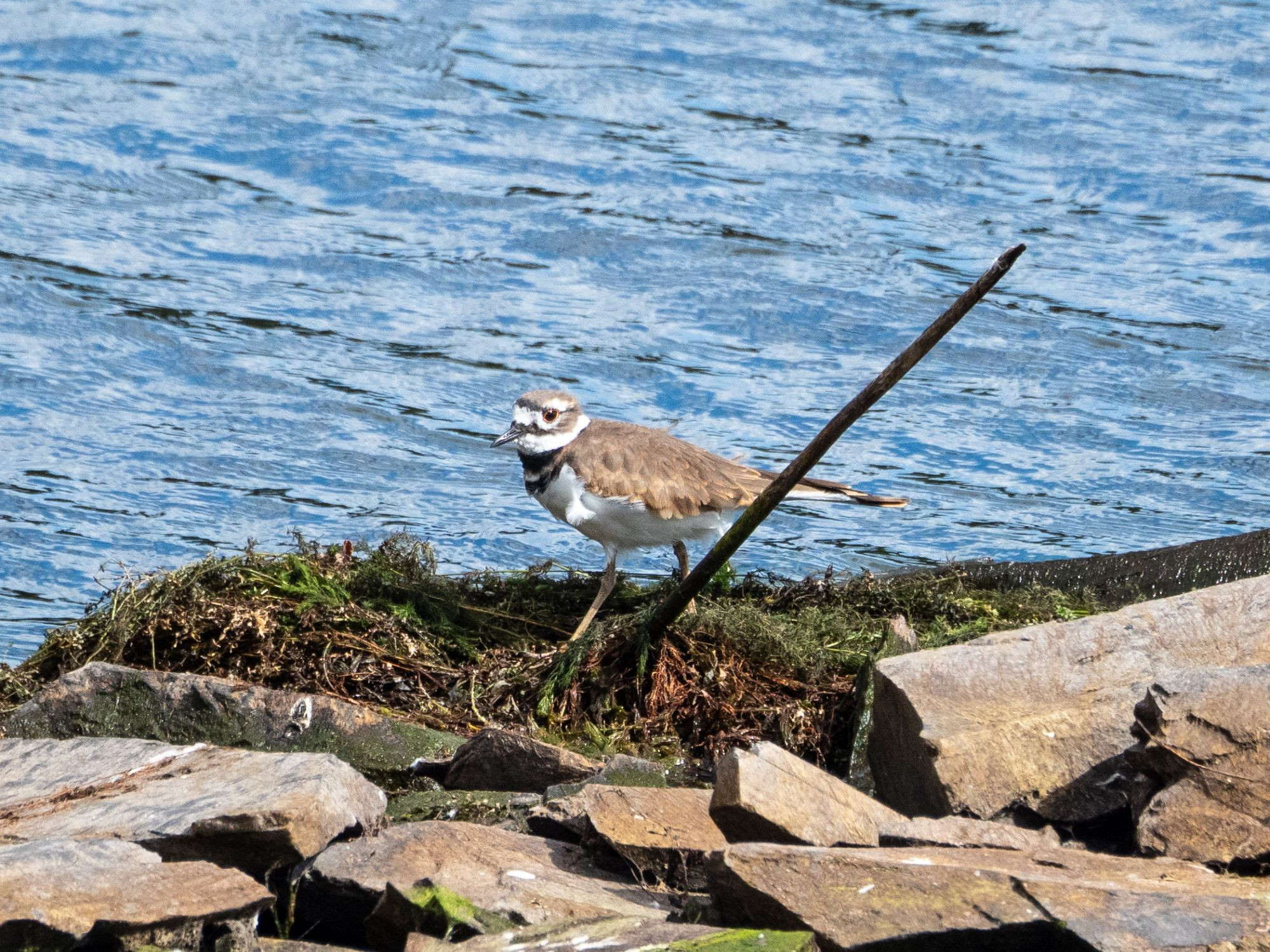 A killdeer standing on green-and-brown organic matter between tan rocks and vibrant blue water.