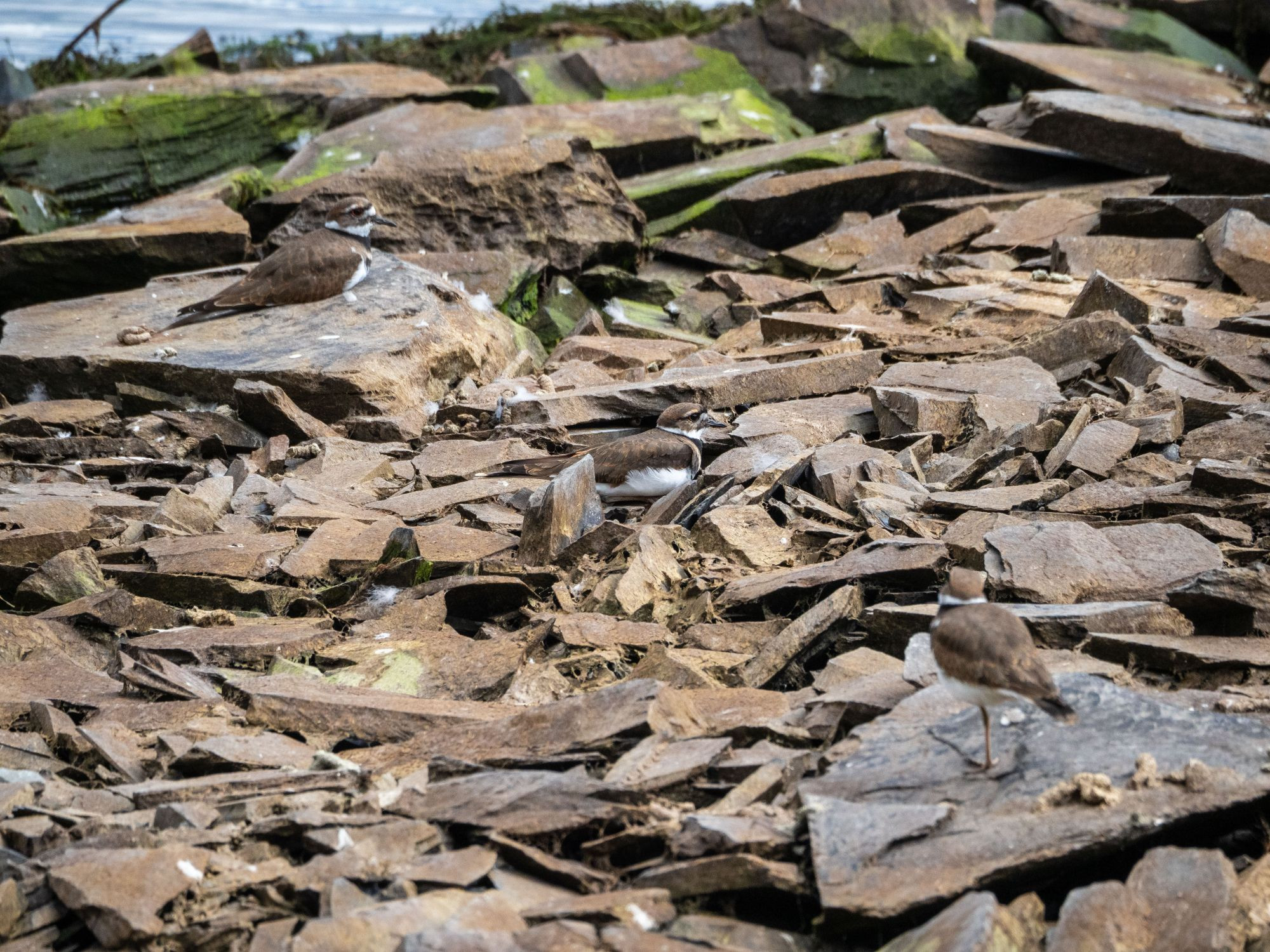 Three killdeer on a surface consisting of broken grey-brown rocks. Two of them are sitting down; the third is standing.