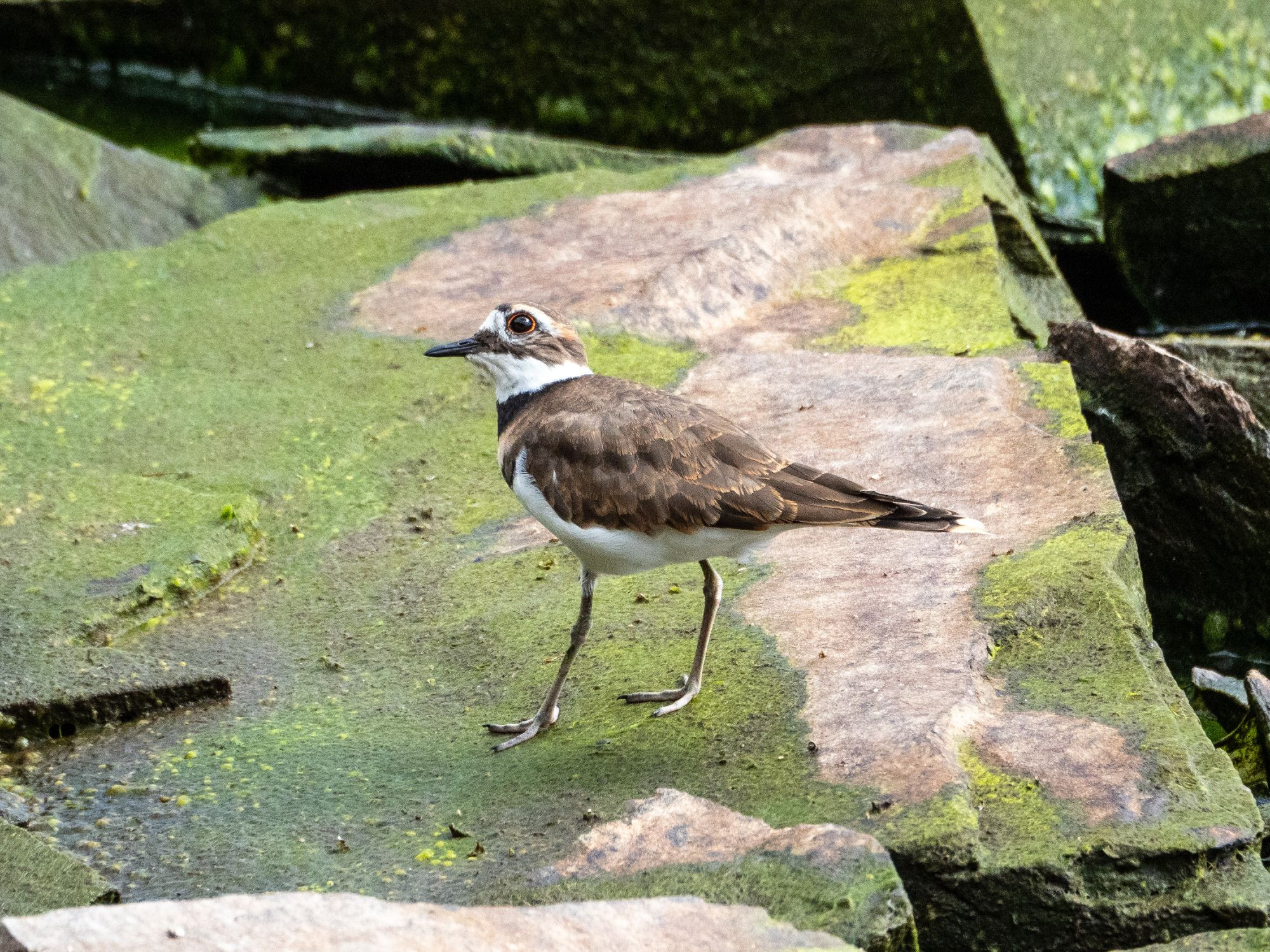 A killdeer standing on a green-and-tan stone, head tilted, looking up at the sky. What did he see?