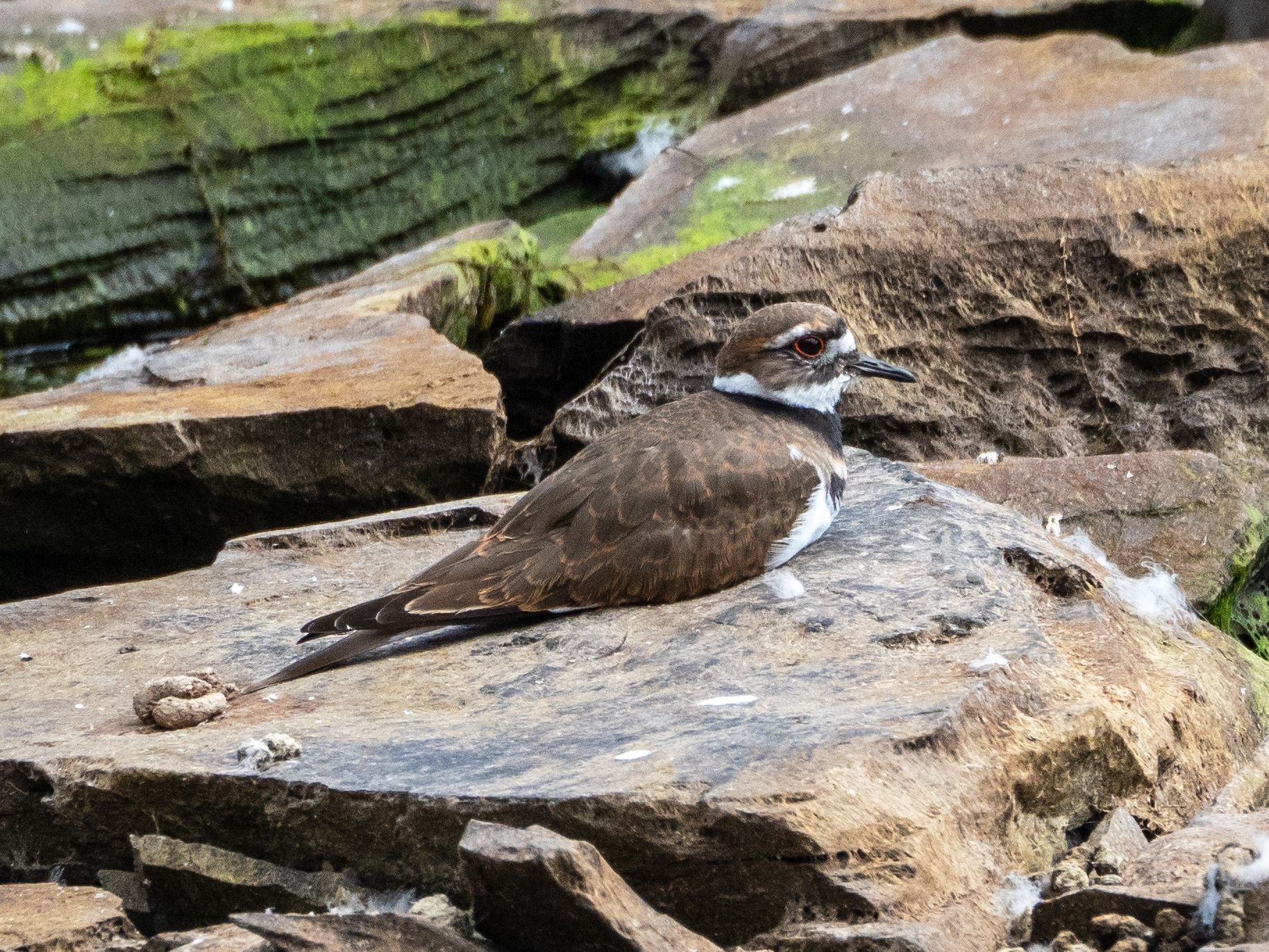 A killdeer sitting down on a tan-and-grey rock.