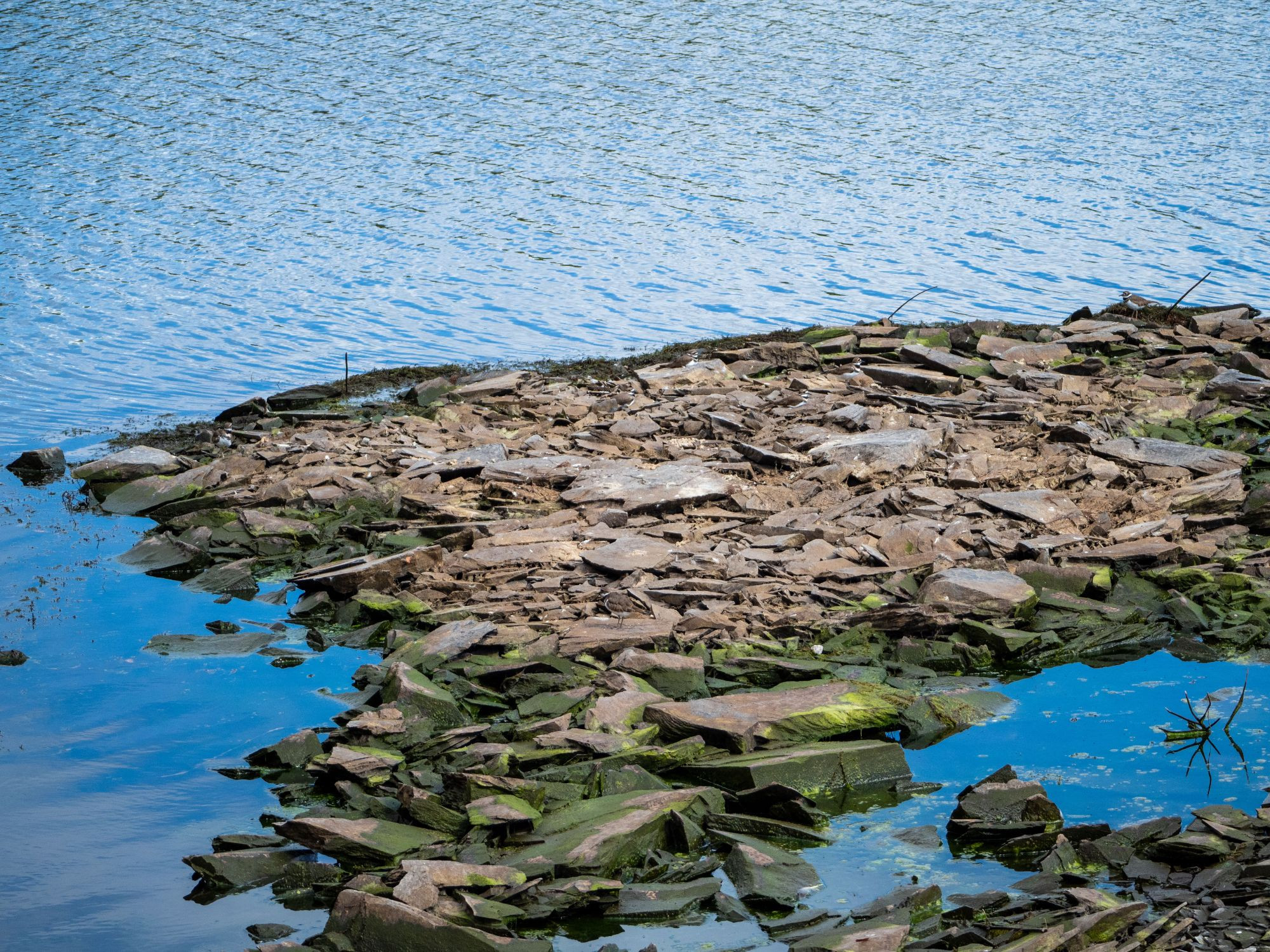 A wide shot of a spread-out pile of flats rocks in a body of water. Many of the rocks are green with algae. Several killdeer are visible.