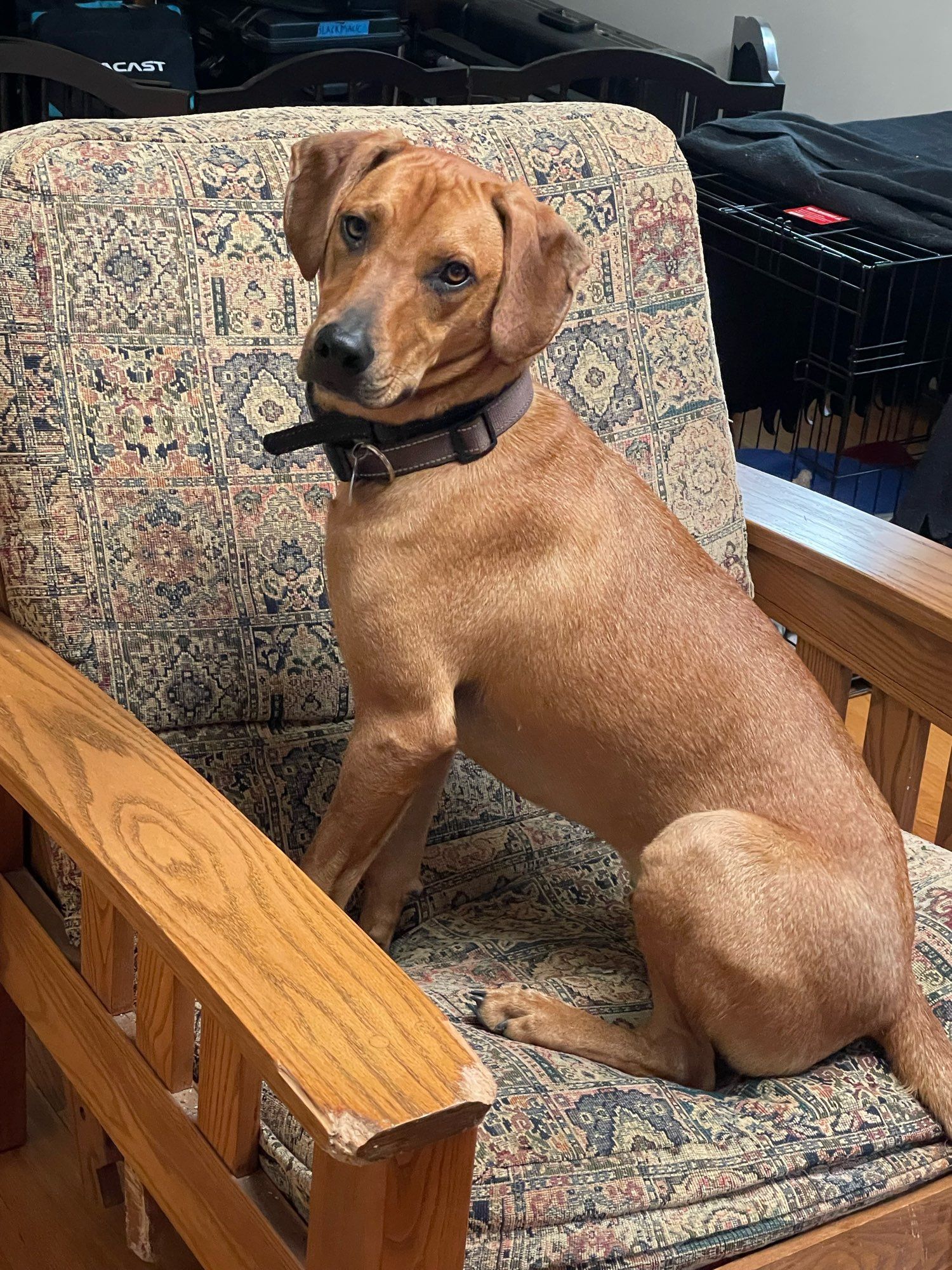 Comet a copper coated hound sits up backwards on a chair made for humans. He’s adorable when he’s too cool to sit like humans do.