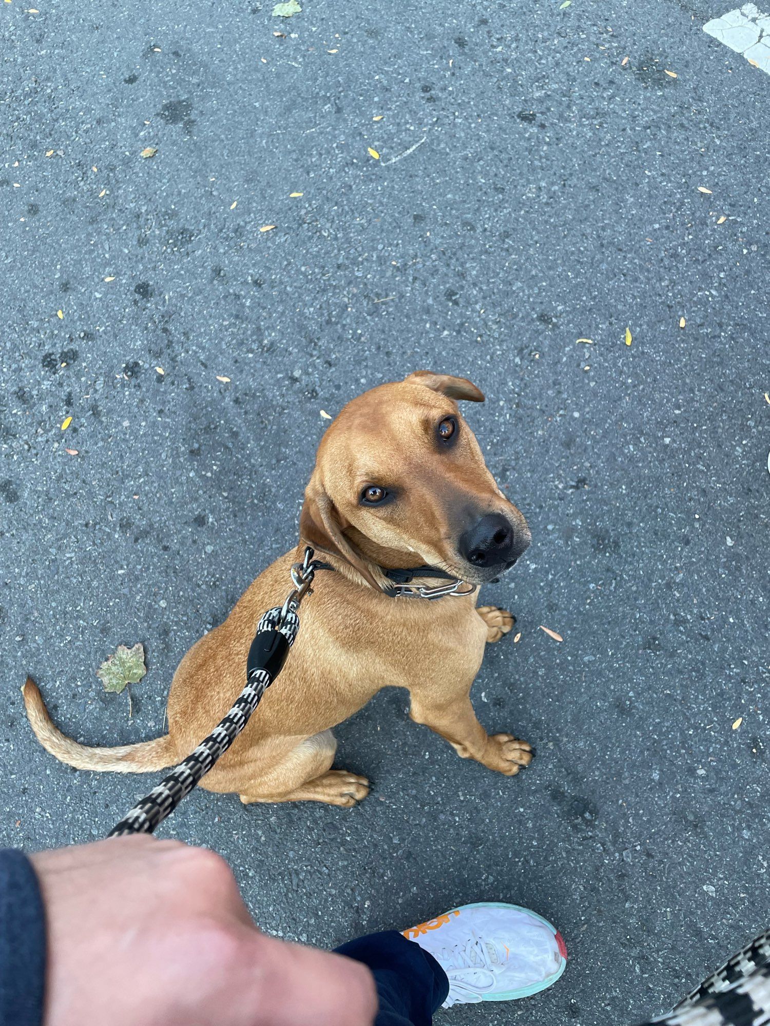 Comet a copper coated hound sits on pavement listening to the marching bands of Honk! play. He’s an adorable listener.