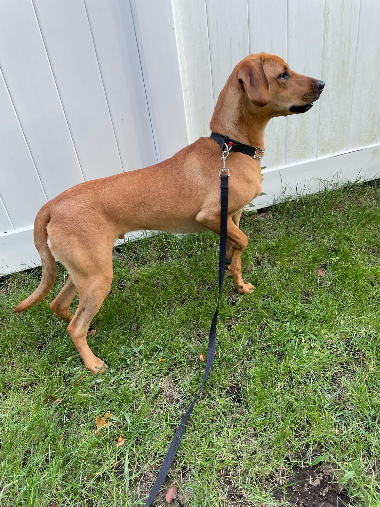 Comet a copper coated hound does a flamingo pose with one leg up and the rest on the ground while on a grassy spot. He’s an adorable pointer.