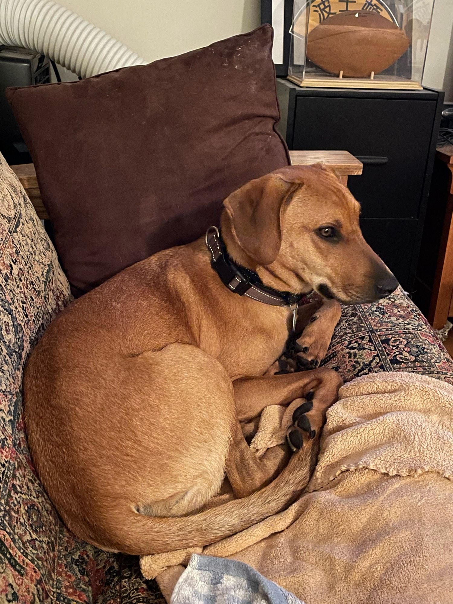 Comet a copper coated hound sits curled up on a couch his head up looking to the right. He’s an adorable sitter.