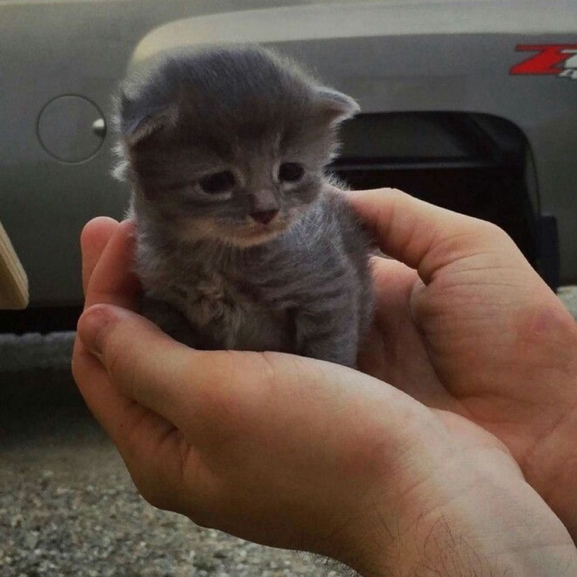 a sad kitten in a person’s hands