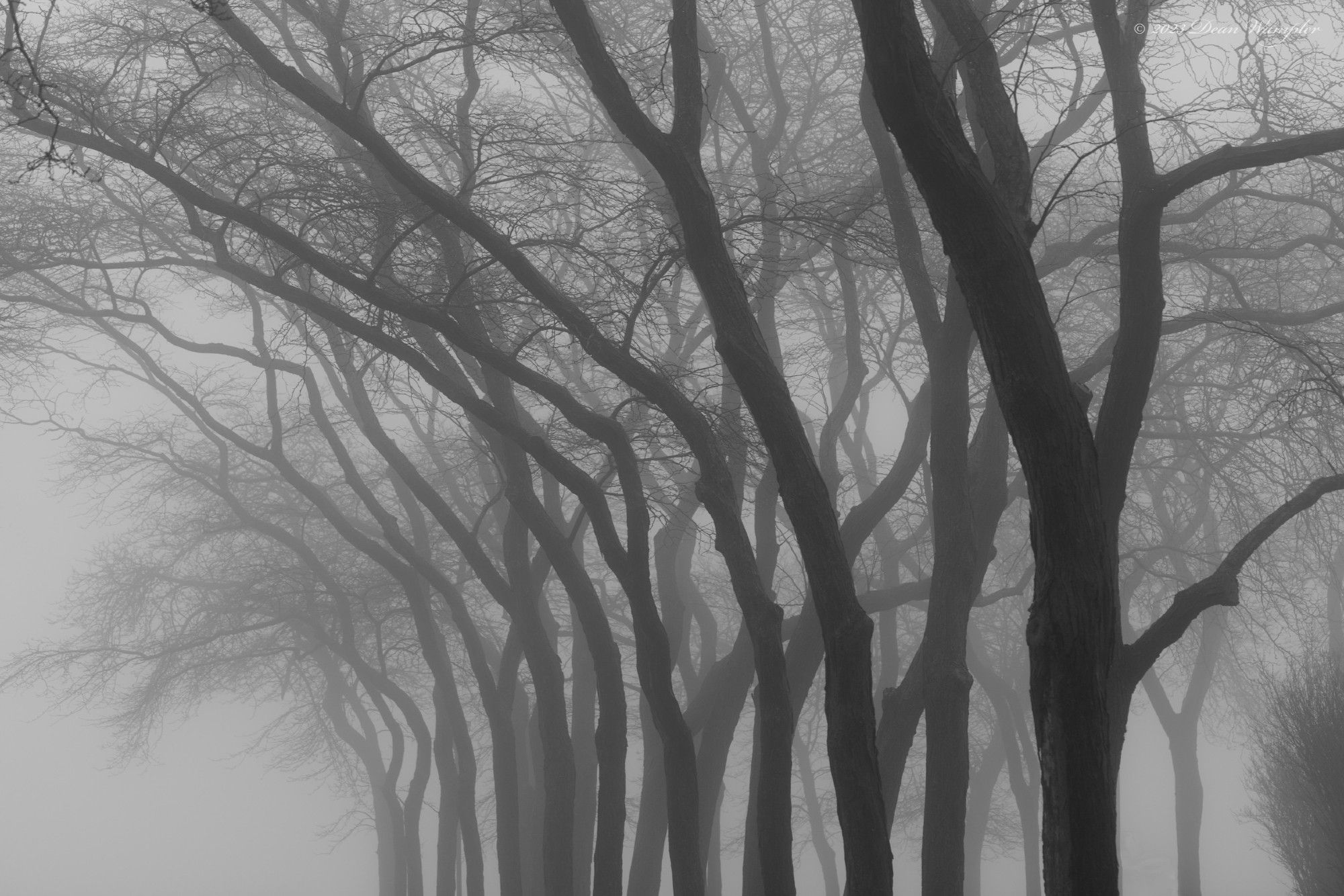 Trees along Lake Michigan in heavy fog