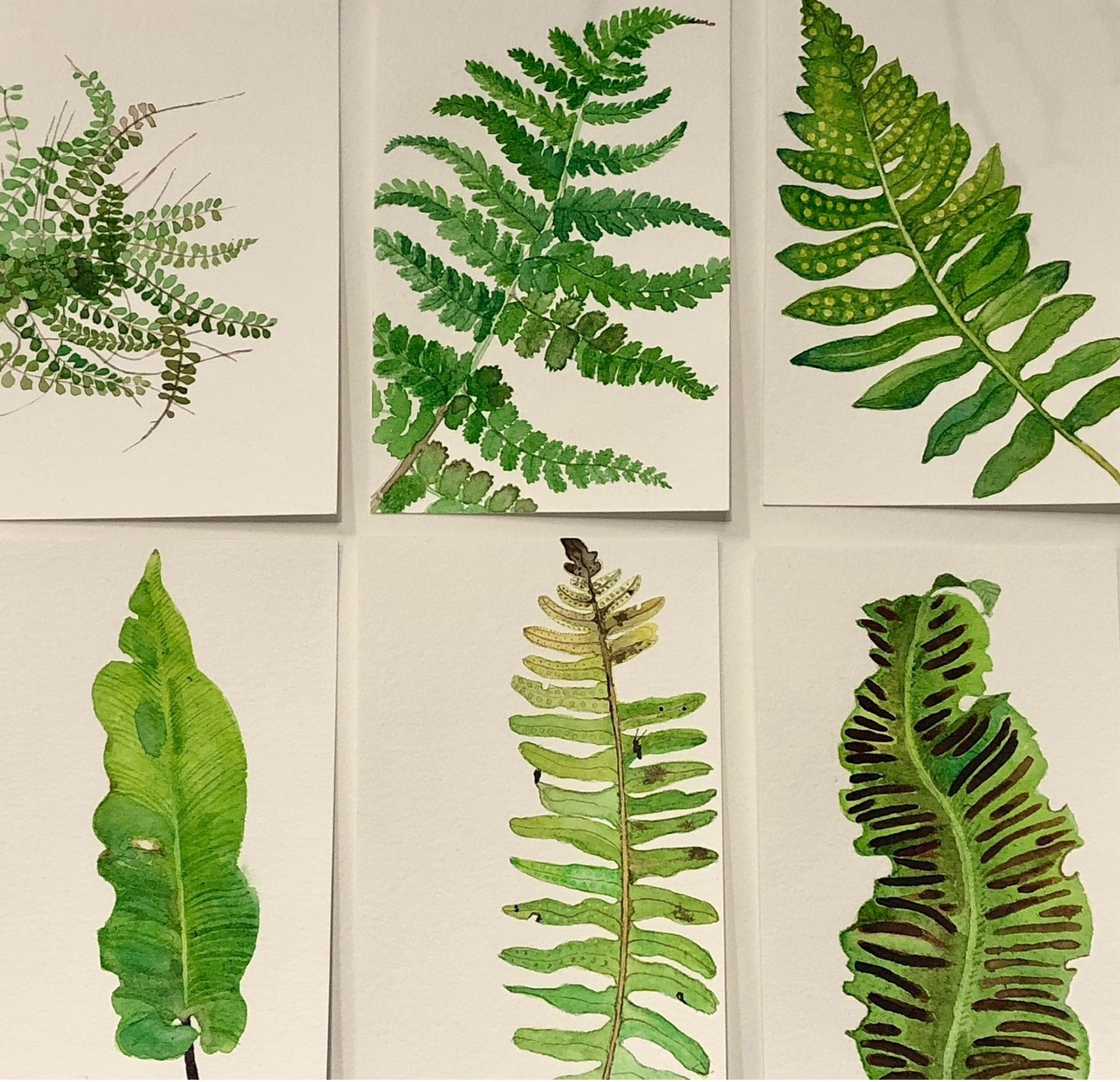 Six handpainted postcards in water Cover of a variety of native ferns that grow on my lanf maidenhair spleenwort being one of my favourites grows on my studio wall