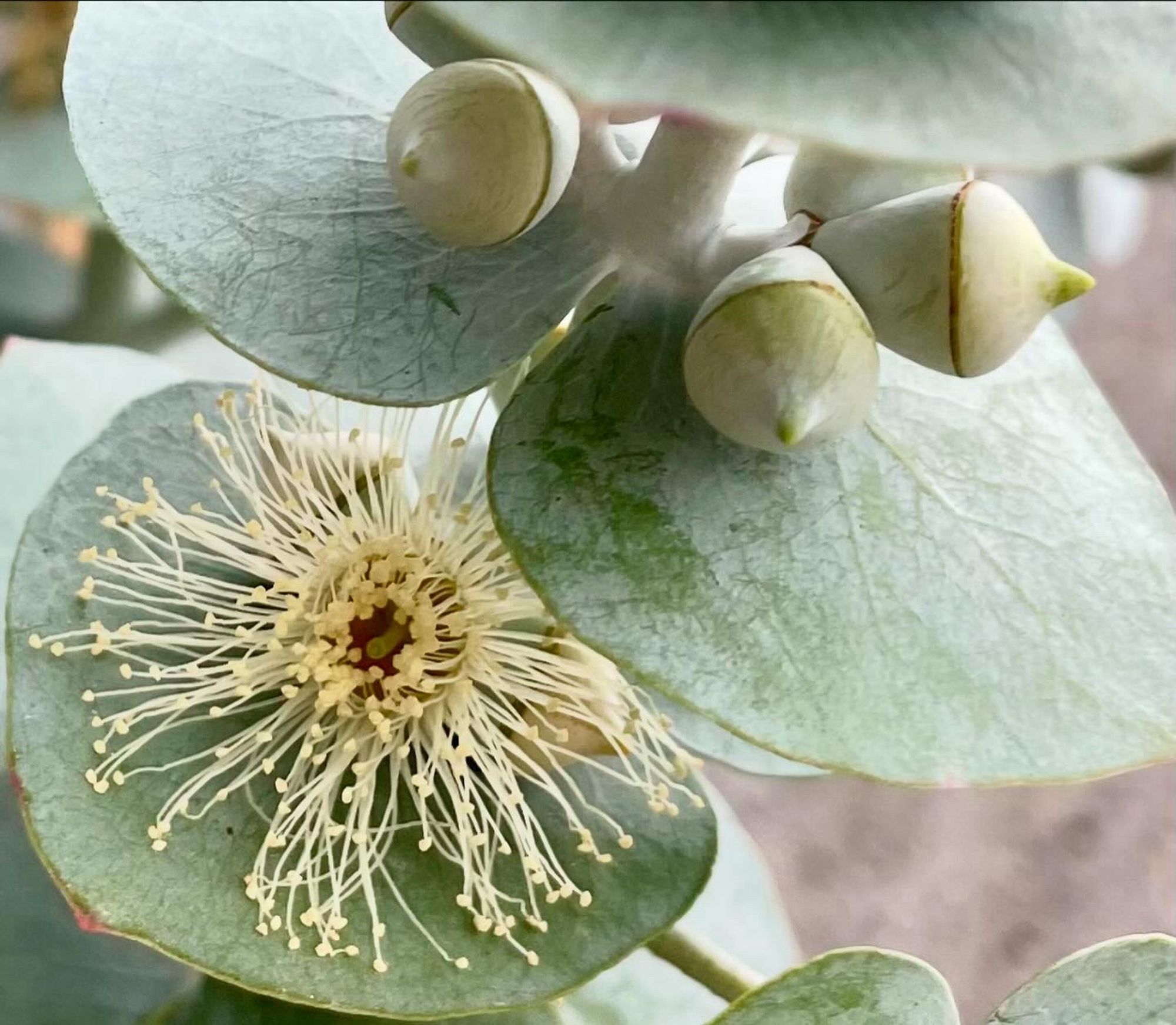 Detailaufnahme Eukalyptus mit Blüte und Knospen auf den Blättern