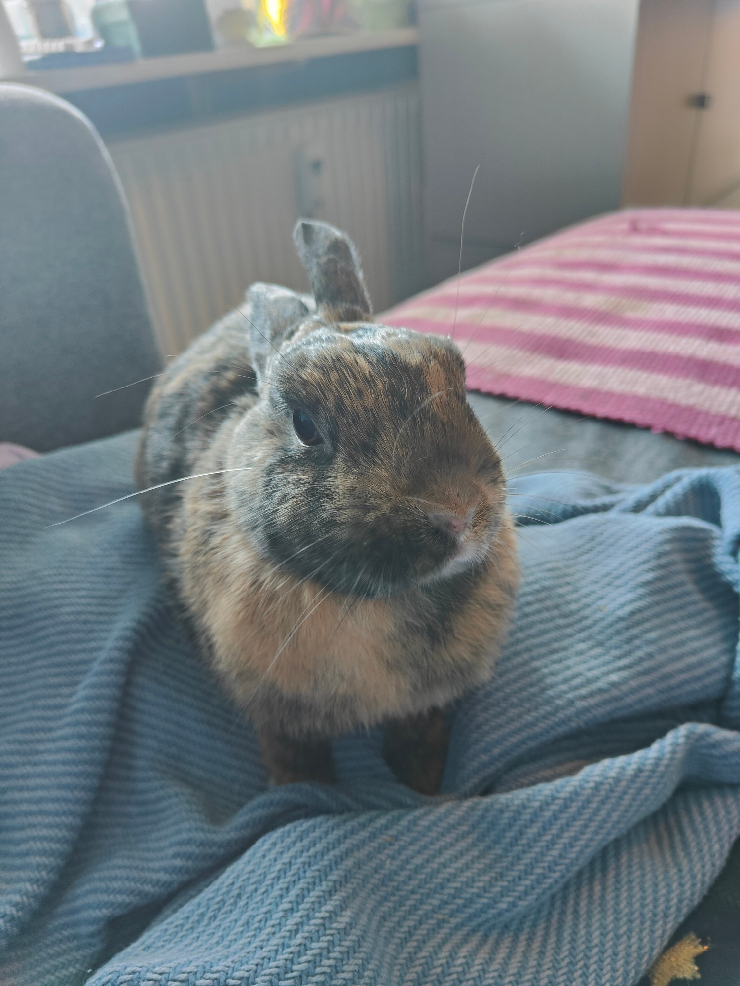 tiny bunny praline sitting on a blue blanket, looking opinionated.