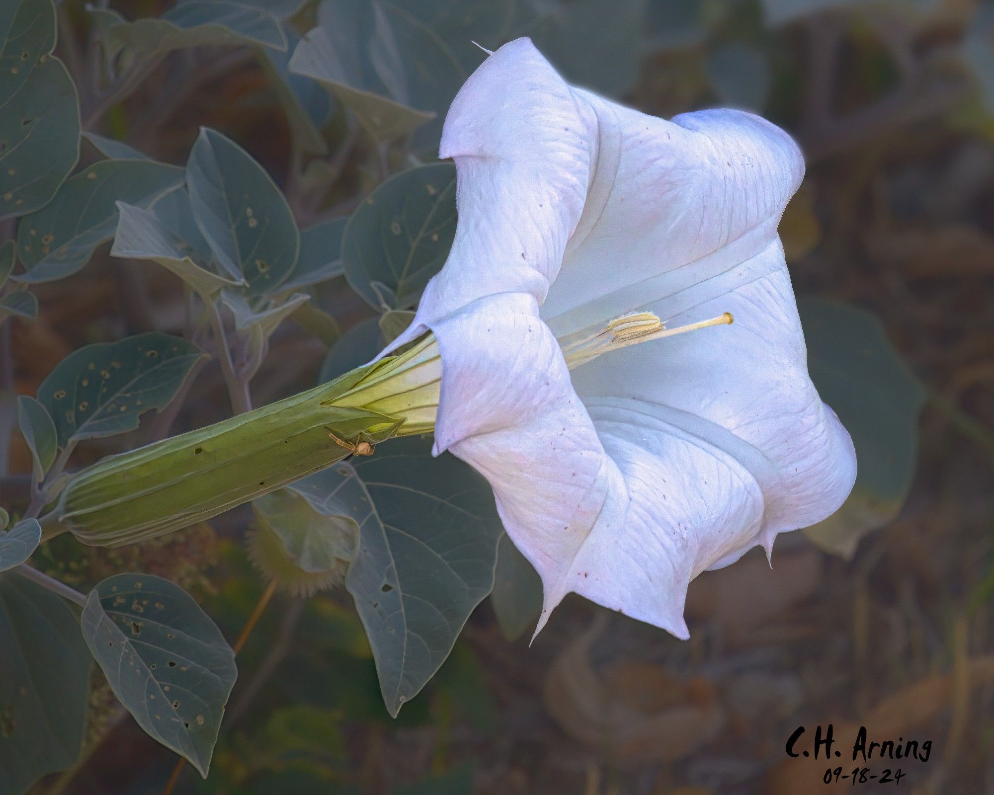 The early mornings still offer a few lingering nighttime blooms as the mornings grow cooler. My 09/18/24 postcard captures one blossom I found on Natalie Ave before it closed up for the day.