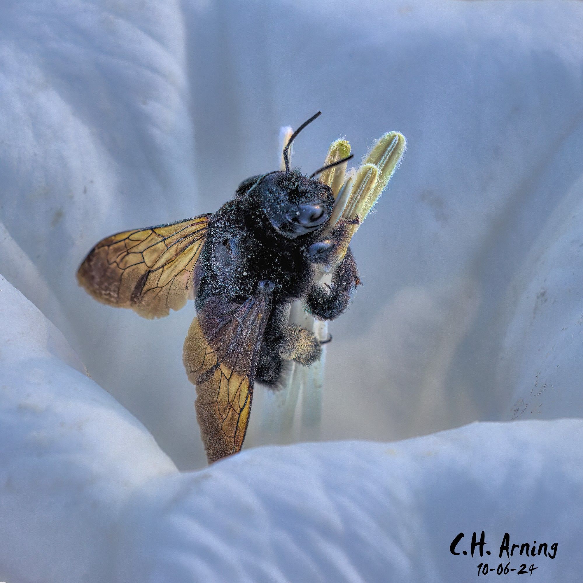 Walking down Southern Ave, I encountered a Carpenter Bee busy at work on a Moonflower just before the sun began to close its bloom. My 10/06/24 postcard captures that moment, showcasing the bee’s dedication in the morning light.