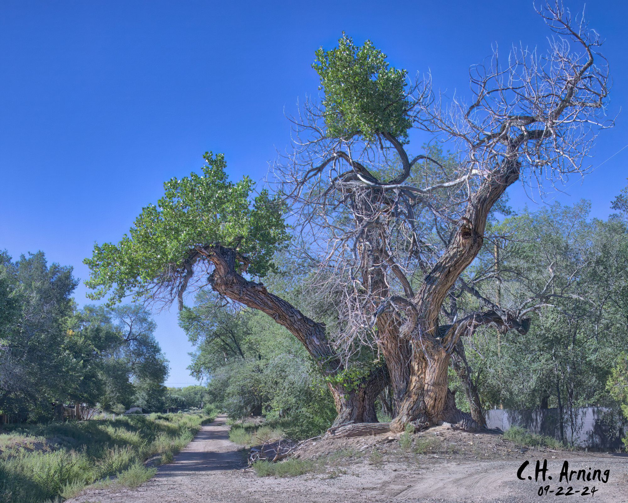 We walked to Old Town for the museum's new art exhibit. We followed the Griegos ditch, where two old cottonwoods stood tall. My 09/22/24 postcard captures their fading grandeur—rare giants in the city's landscape.