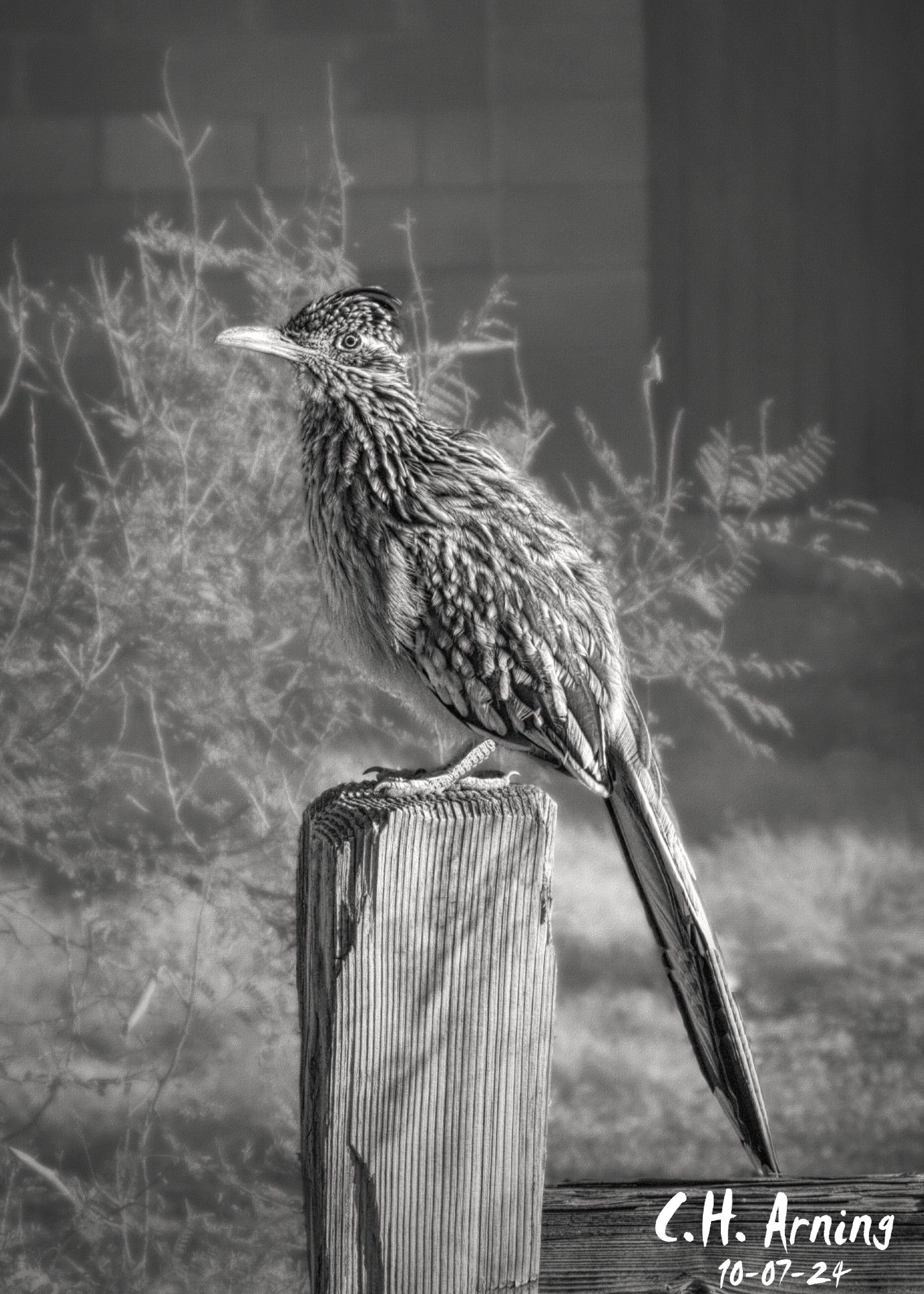 My 10/08/24 postcard features a roadrunner perched comfortably on a fence along Inspiration Drive, soaking up the early sun. These birds have become so familiar in Albuquerque that I now spot them more often than neighborhood cats. It’s one of those things that make our city different.