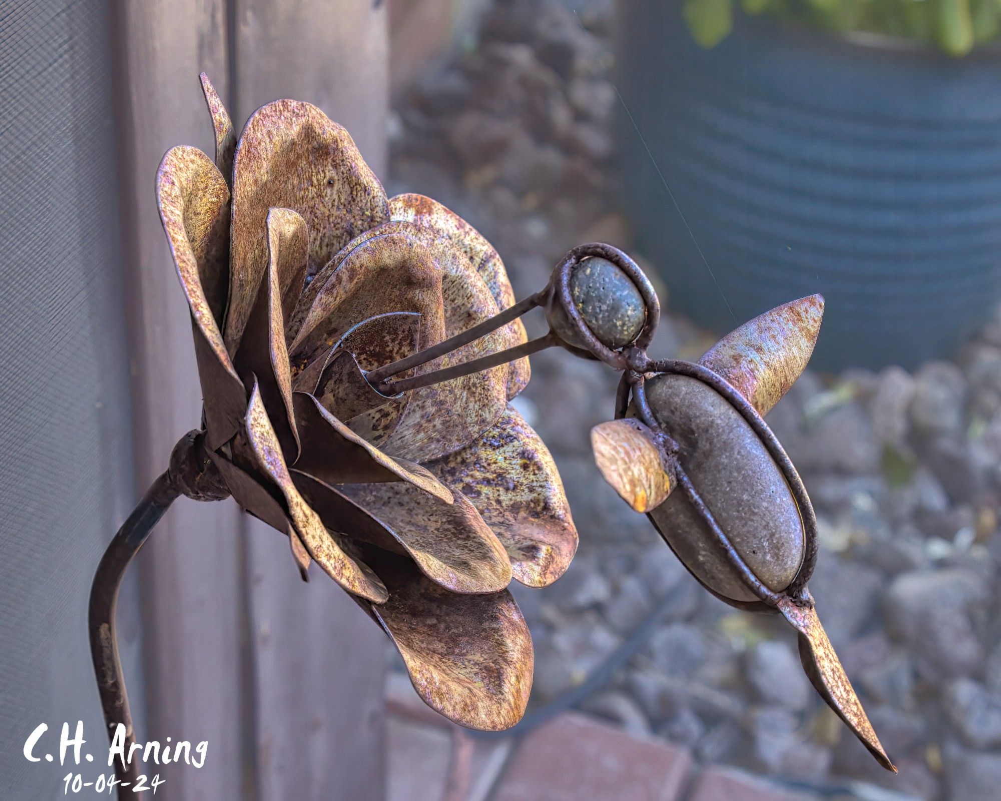 While walking today, I came across a charming piece of lawn art. My 10/04/24 postcard captures a stone hummingbird frozen in mid-flight, feeding from a metal flower.