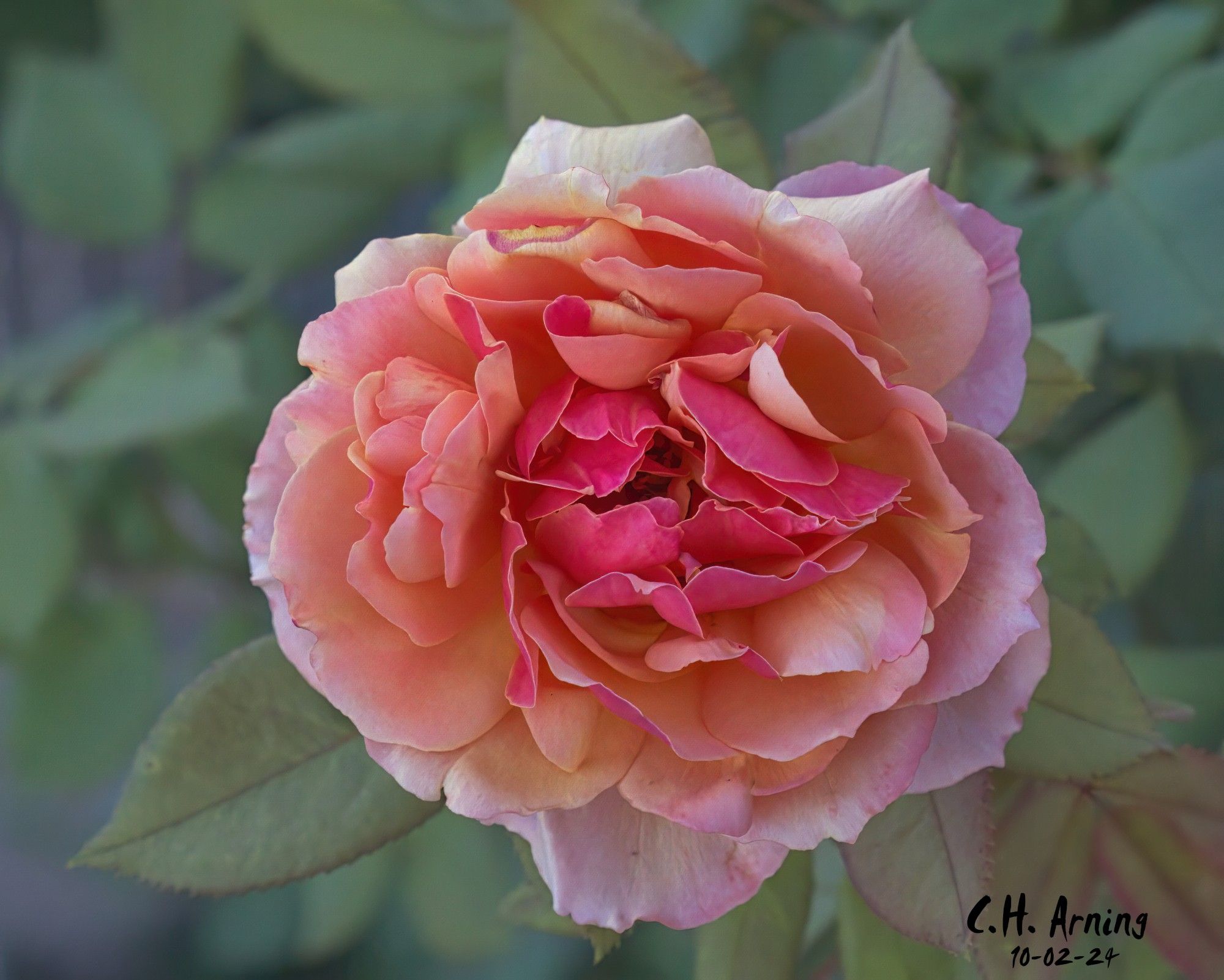 While walking along Natalie Ave, I came across a rose still in bloom, well into October. My 10/02/24 postcard captures its beauty, standing resilient as fall settles around it.