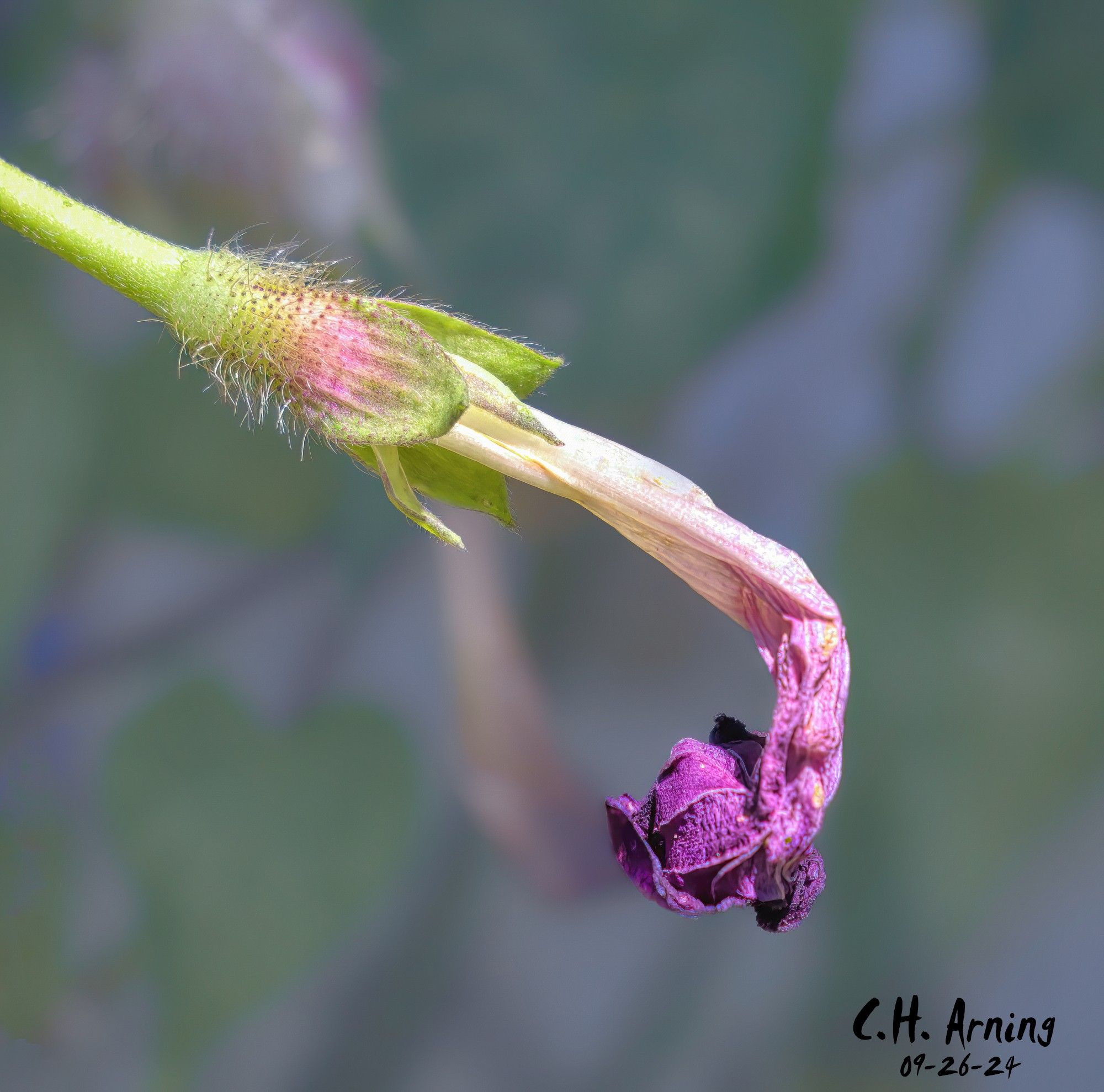 I went out for my walk just after noon, but the night’s blooms had already curled up, retreating from the daylight. My 09/26/24 postcard captures a Morning Glory waiting for dusk to bloom again.