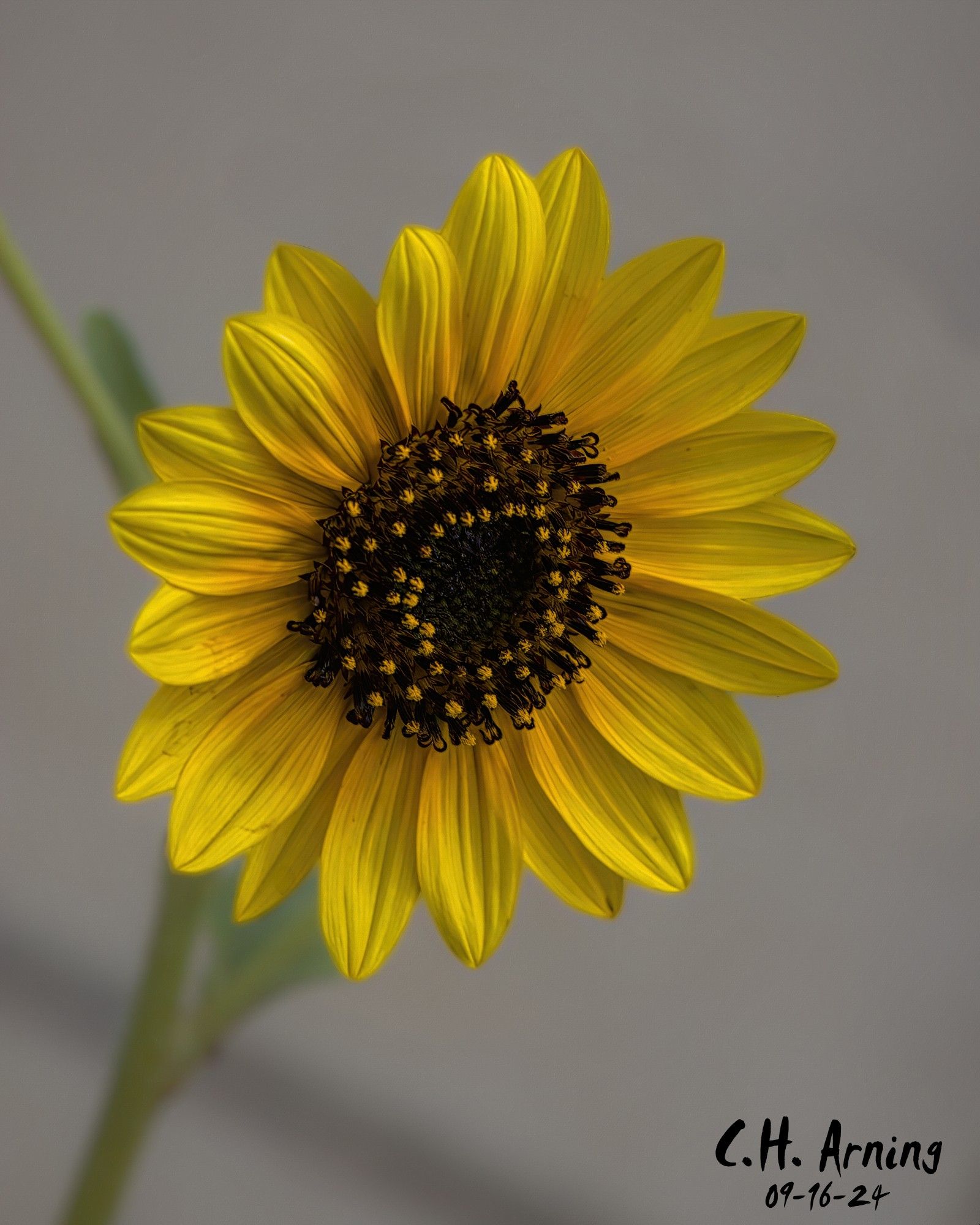 My 09/16/24 postcard captures a sunflower on Solano Drive, a final burst of golden color as summer slowly slips away. Soon, these bright blooms will vanish.