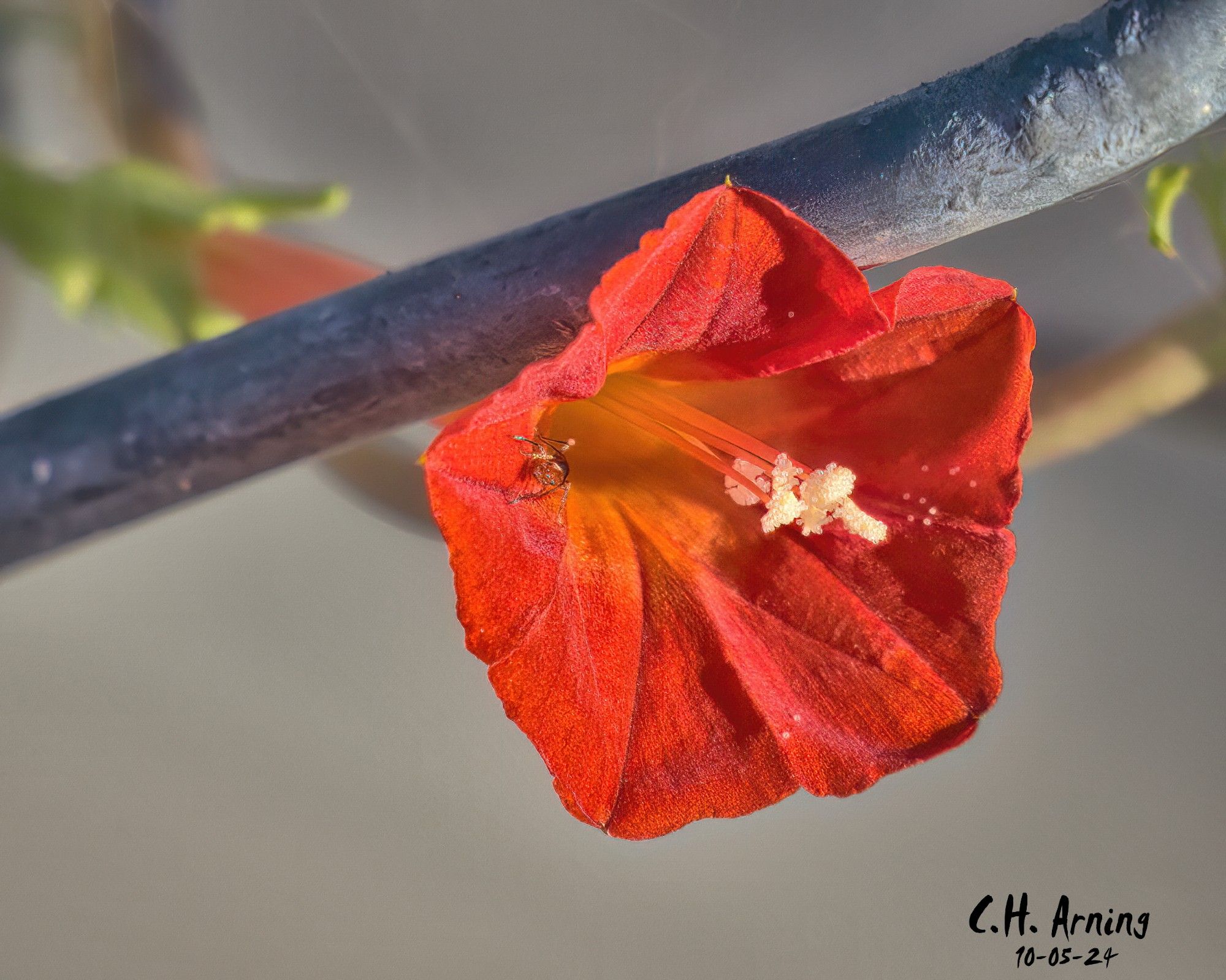 Walking down Natalie Ave towards the bike trail, my wife spotted something small and vibrant woven into the chainlink fence. My 10/05/24 postcard captures that bright discovery—a beautiful bloom entwined in the metal fence.