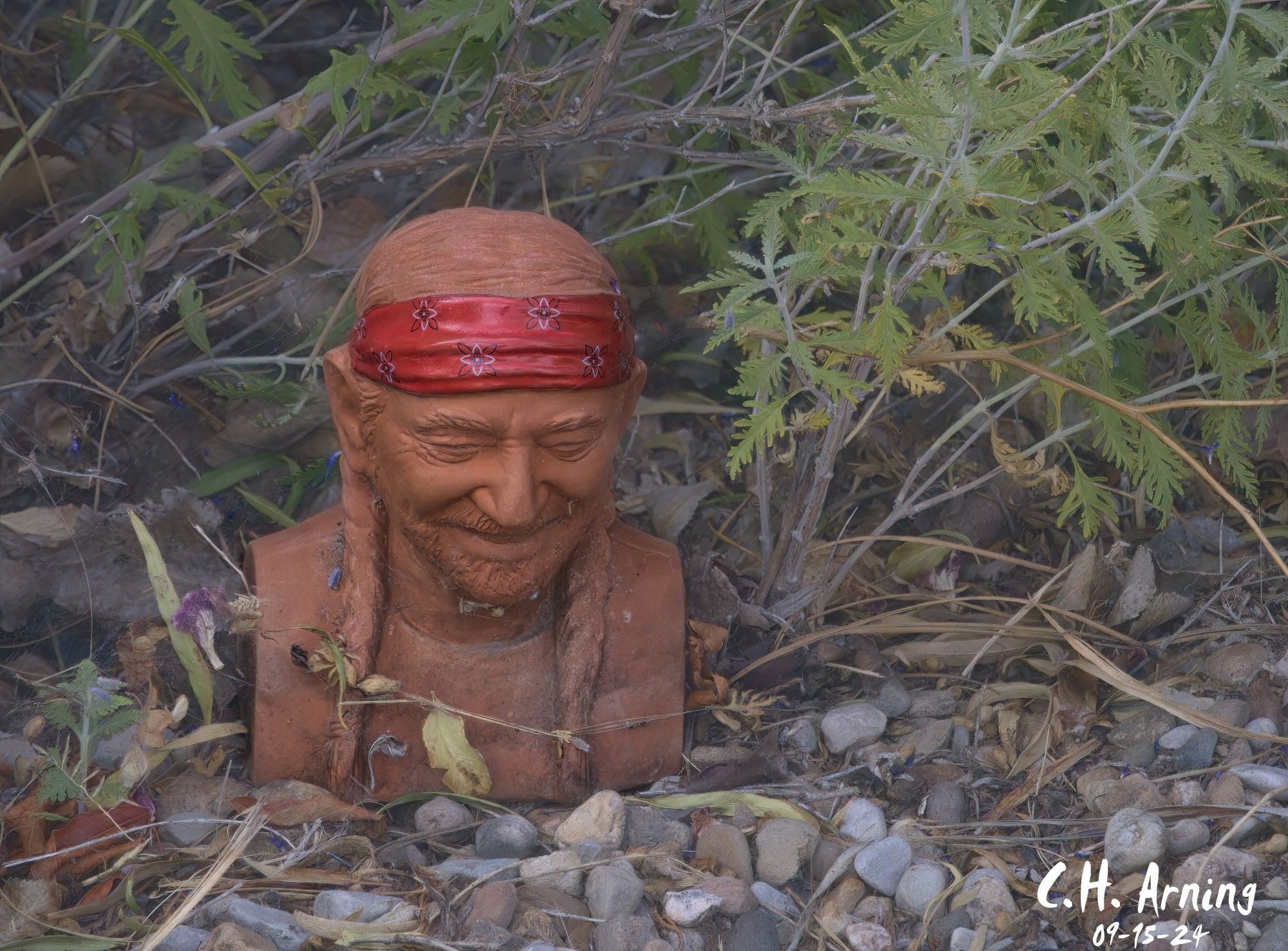 While walking down Garfield, I spotted a small head peeking out from beneath a bush. A closer look revealed a familiar face—Willie Nelson. After seeing it, my brain filled up with his music, so I’m featuring the head in my 09/15/24 postcard and tomorrow, I will listen to “Redheaded Stranger” on my walk.