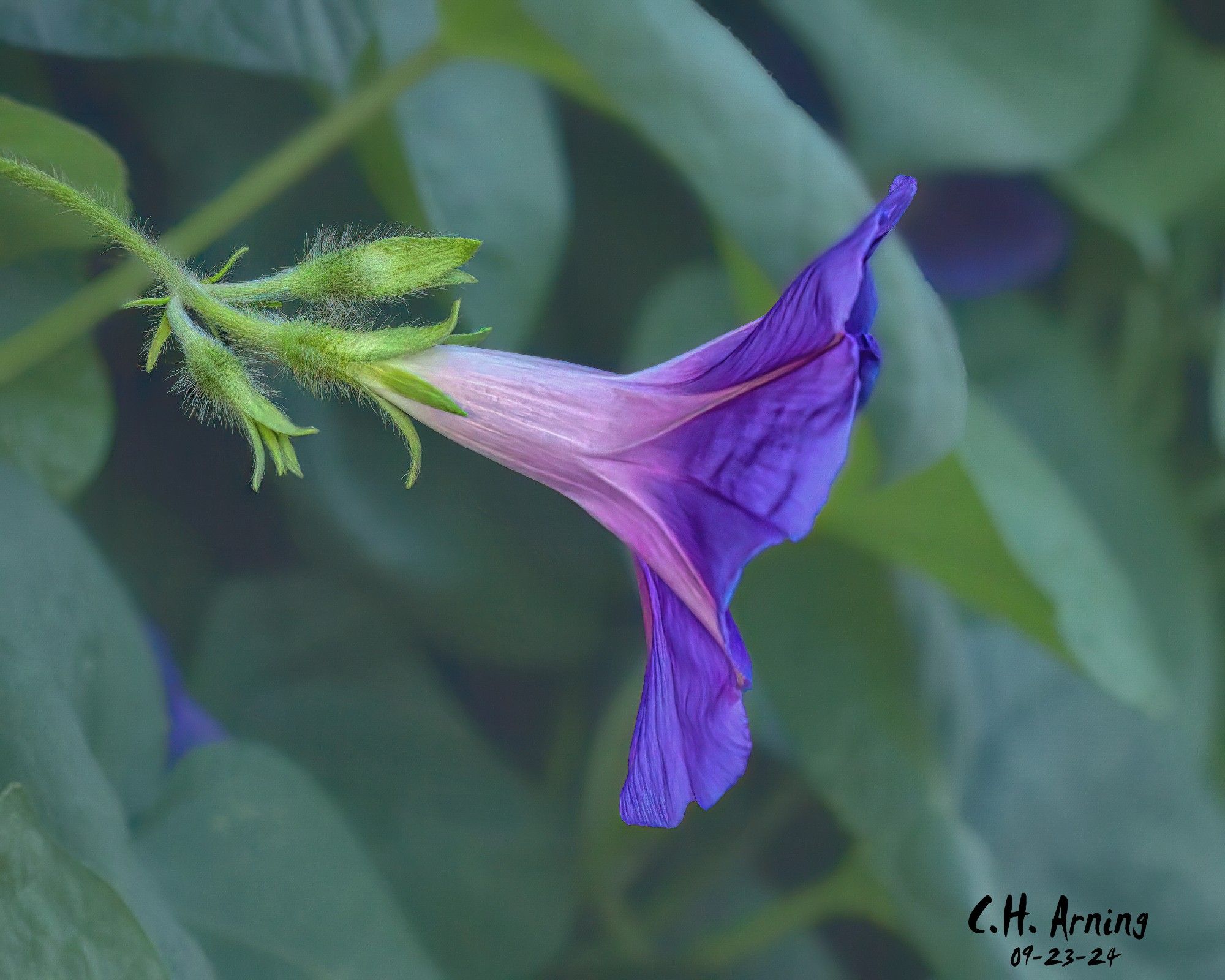 One of the joys of early morning walks is catching night-blooming flowers before they close. My 09/23/24 postcard captures a radiant Morning Glory I found clinging to a wall along Trumbull just before the sun claimed it.