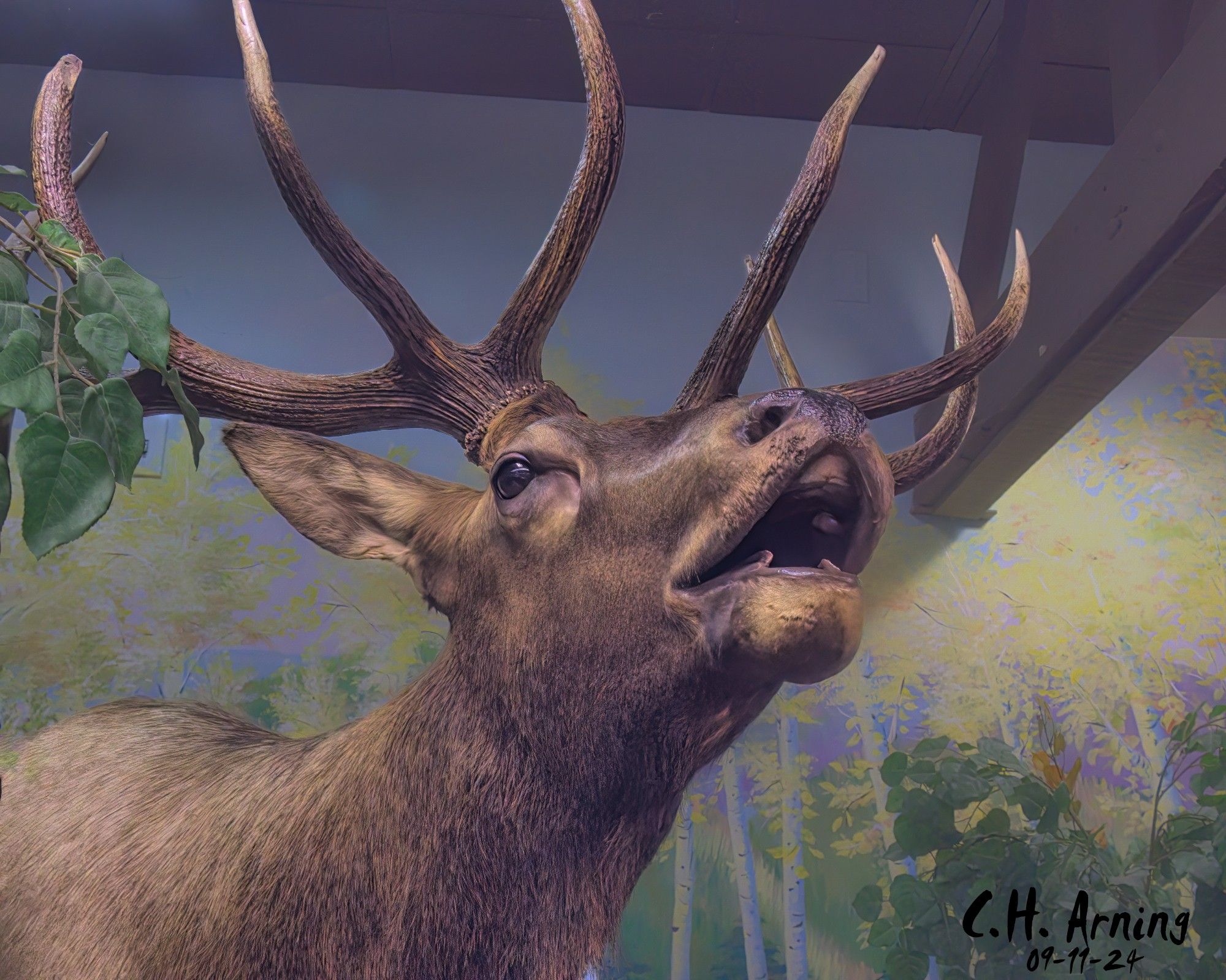 My 09/11/24 postcard captures a stuffed elk from the Game and Fish exhibit at the fair. It was dollar day, so I walked to the fair and wandered the grounds. This majestic creature caught my eye amidst the fair's bustle.