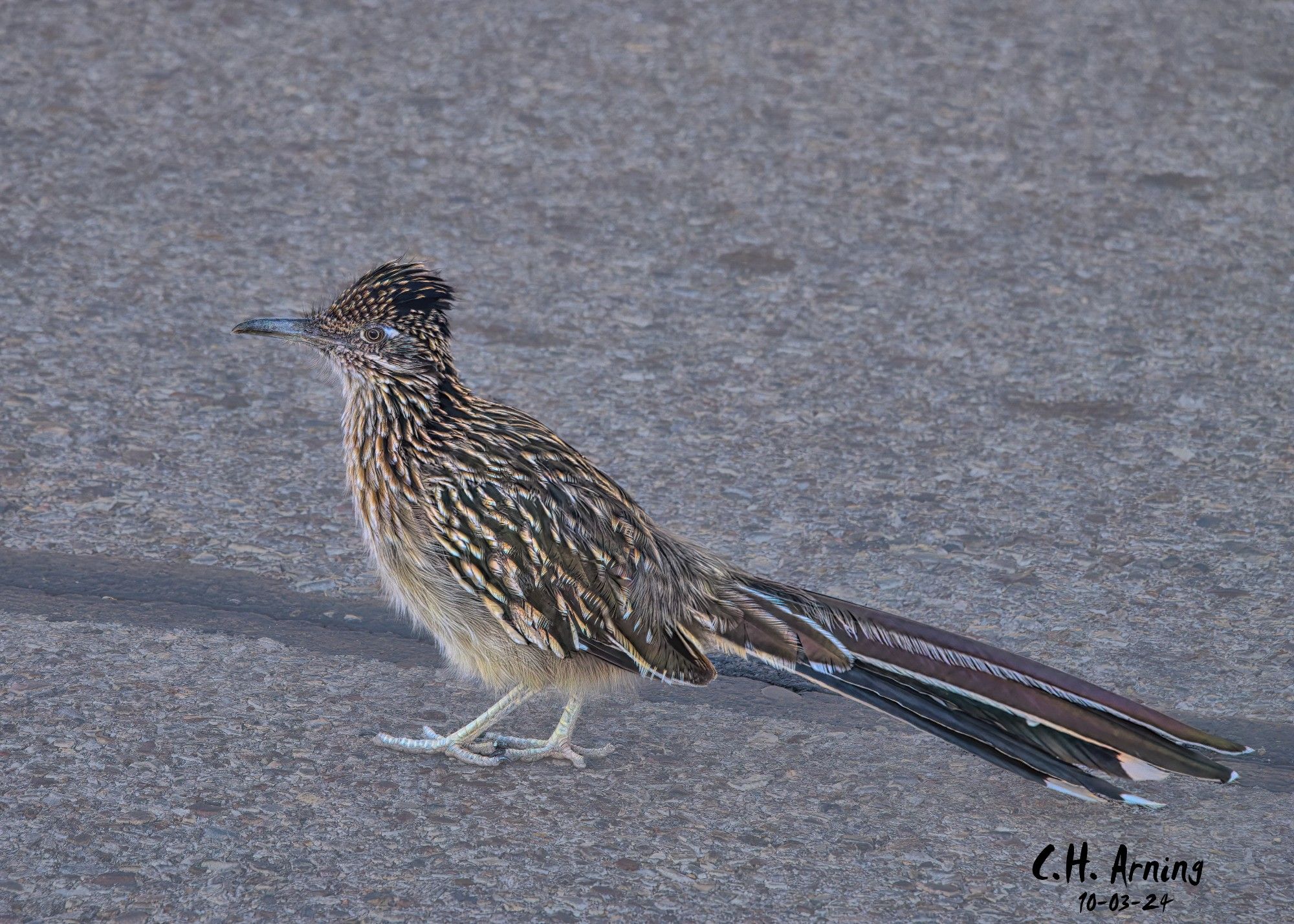 While walking down Smith Ave, I was joined by an unexpected companion—a curious roadrunner who paced right alongside me. It seemed to expect something from me, acting as if it was used to people and possibly even looking for food. My 10-03-24 postcard captures this moment with the bird, which gave me the feeling I wasn’t alone on my walk.