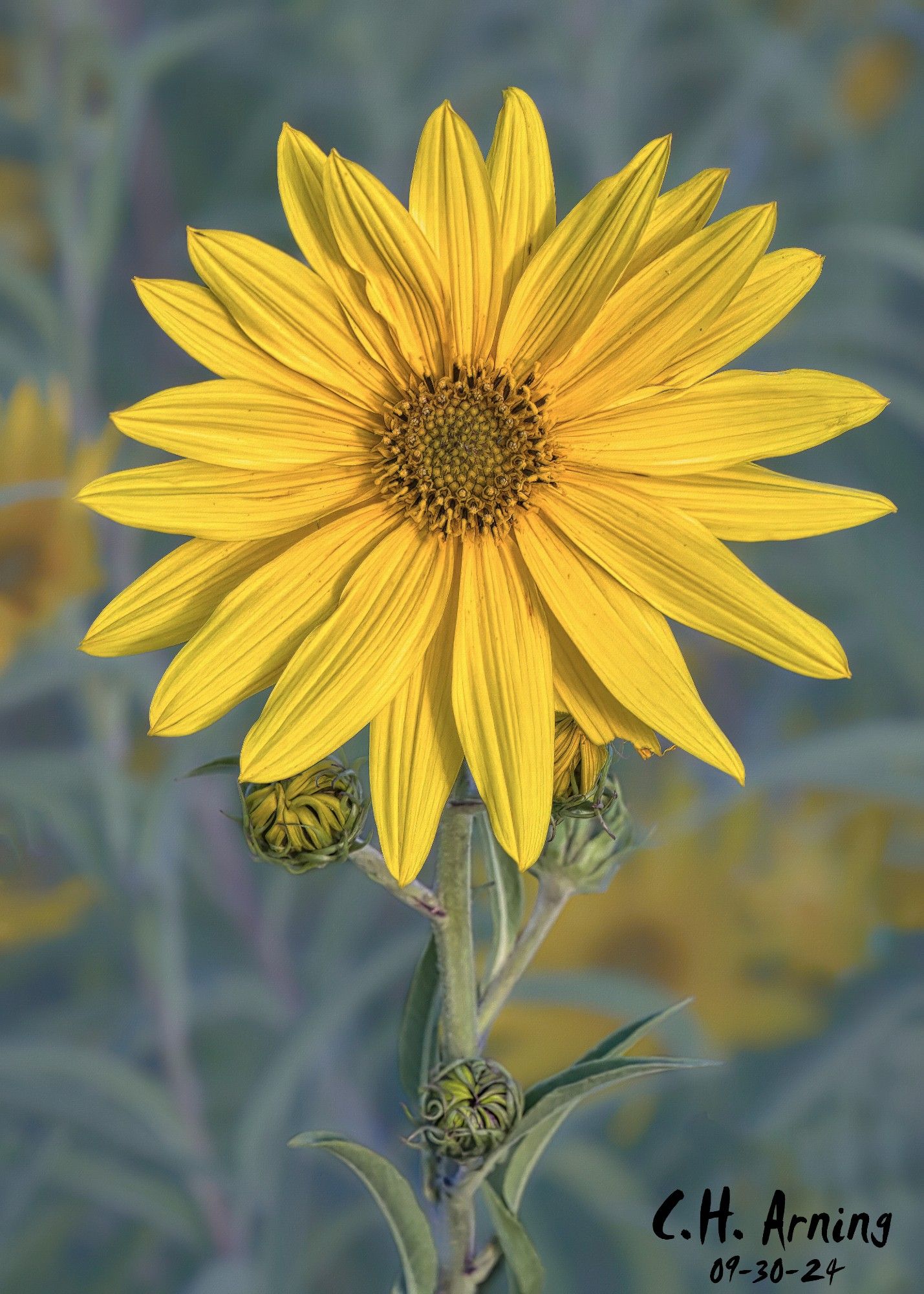 On my walk down Trumbull Ave towards UNM, I passed a group of sunflowers catching the morning light. My 09/30/24 postcard features one of those bright, golden blooms standing tall as the day began.