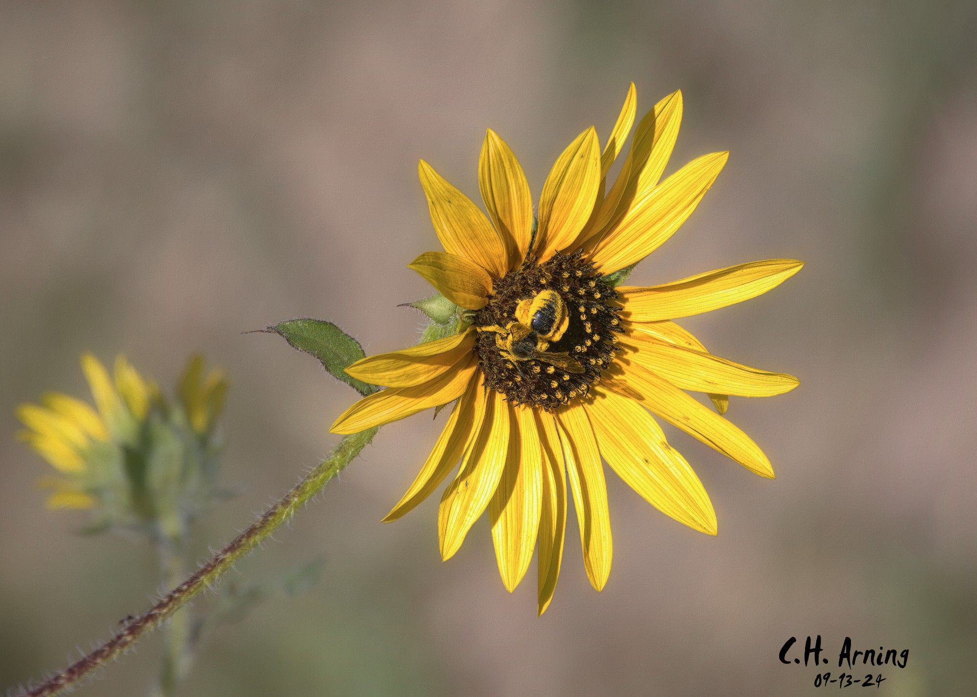 My 09/13/24 postcard captures a sunflower I found along an irrigation ditch in the North Valley. Its center hosts a bee busily working and dusted yellow with pollen.