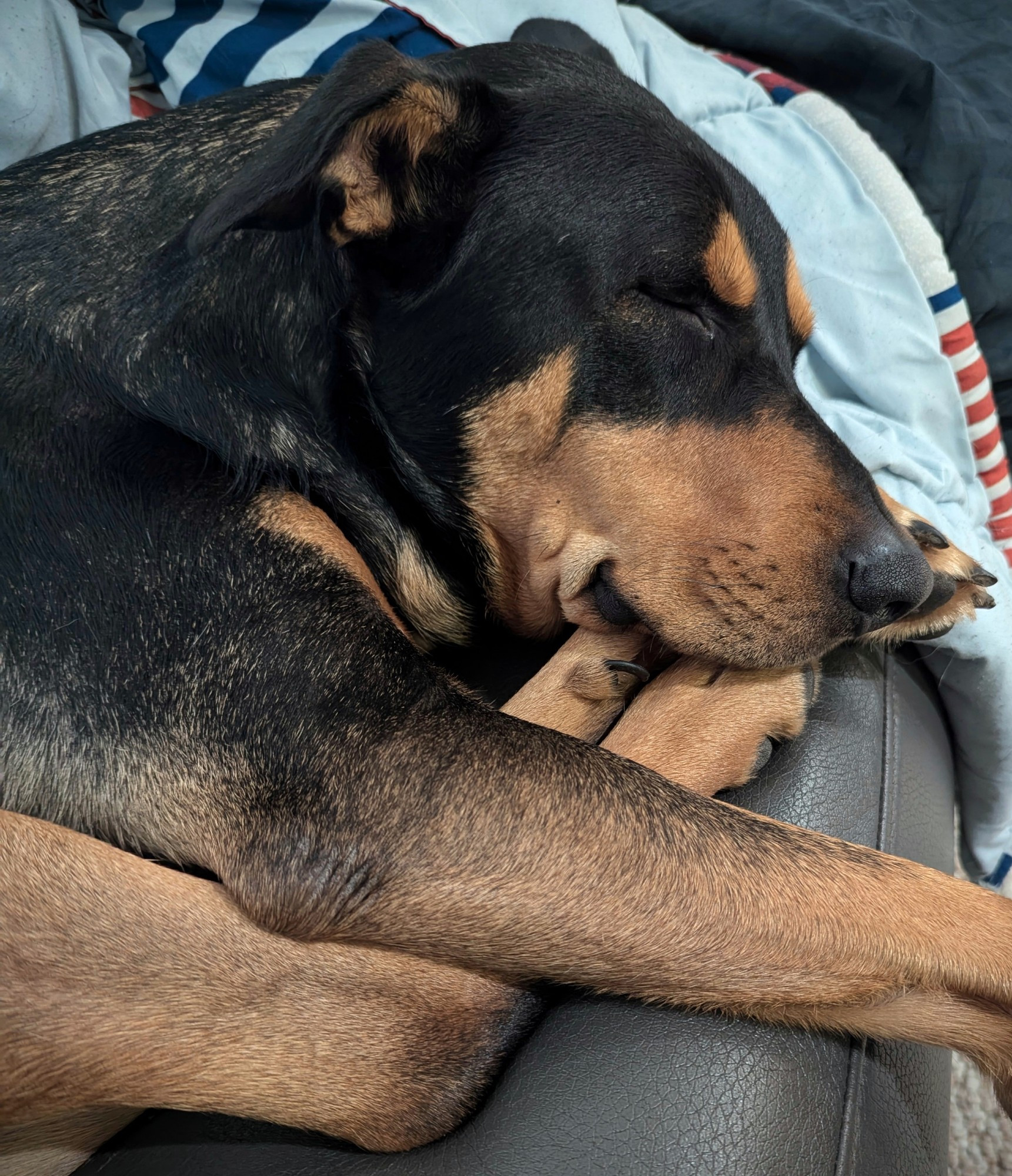 My dog Fred having a peaceful snooze with his back feet tucked under his chin 