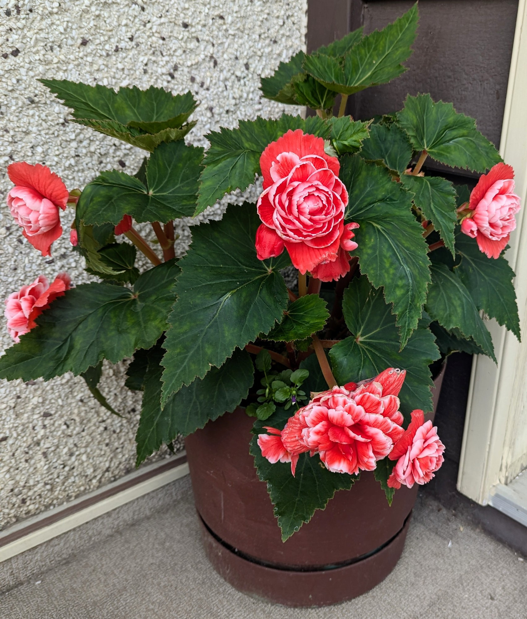 My pot of pink begonias blooming.