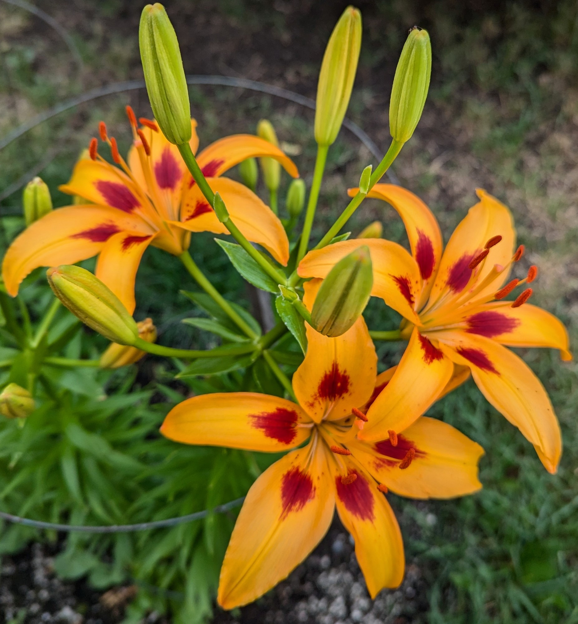 3 blooming asiatic lilies, light orange flowers with red centres & 5 unopened blossoms.