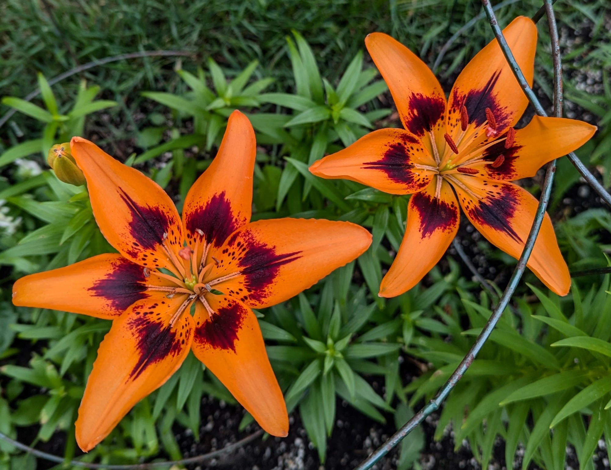 2 dark orange asiatic lilies with deep purple centres blooming side by side 